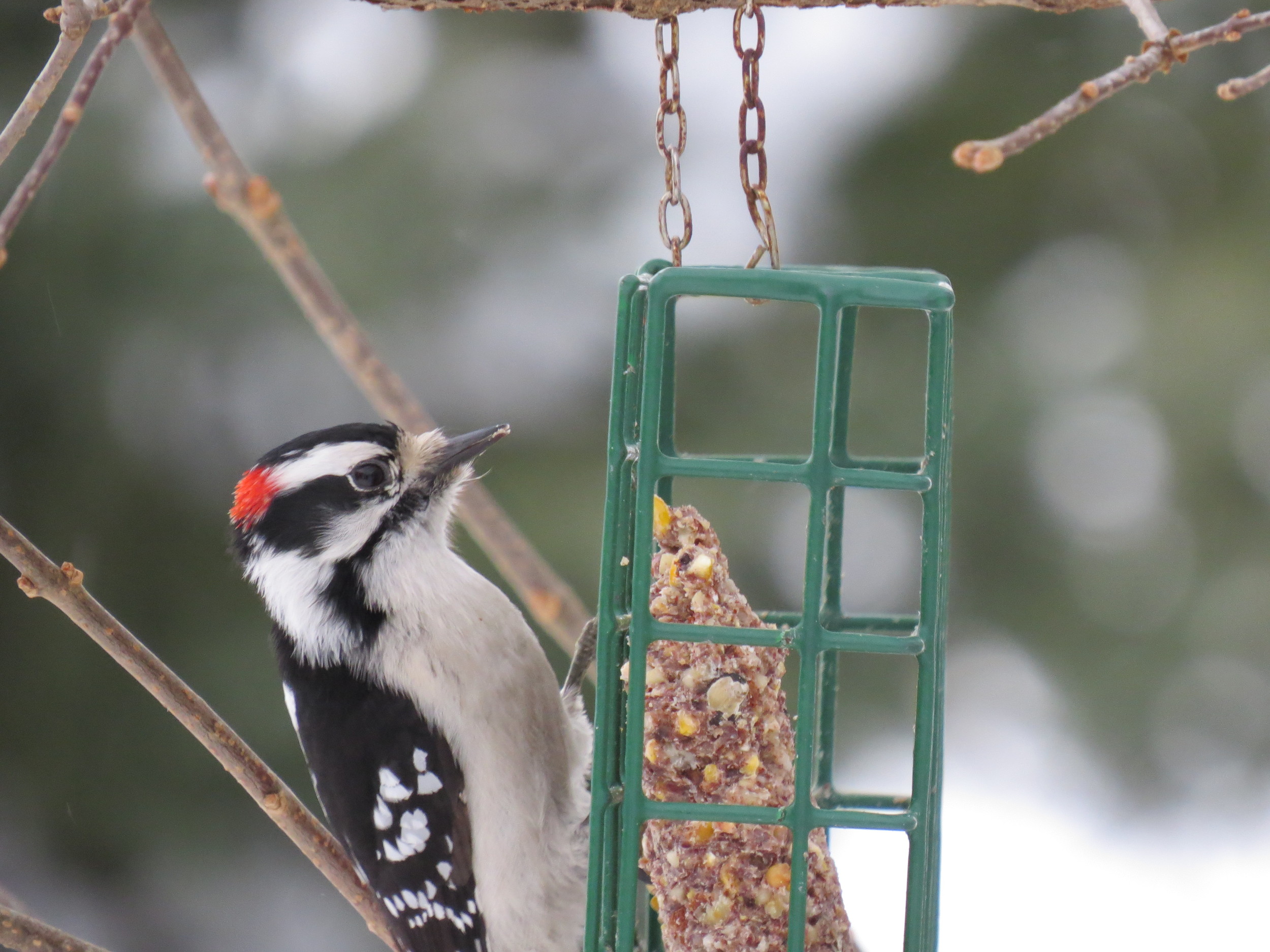 Downy Woodpecker