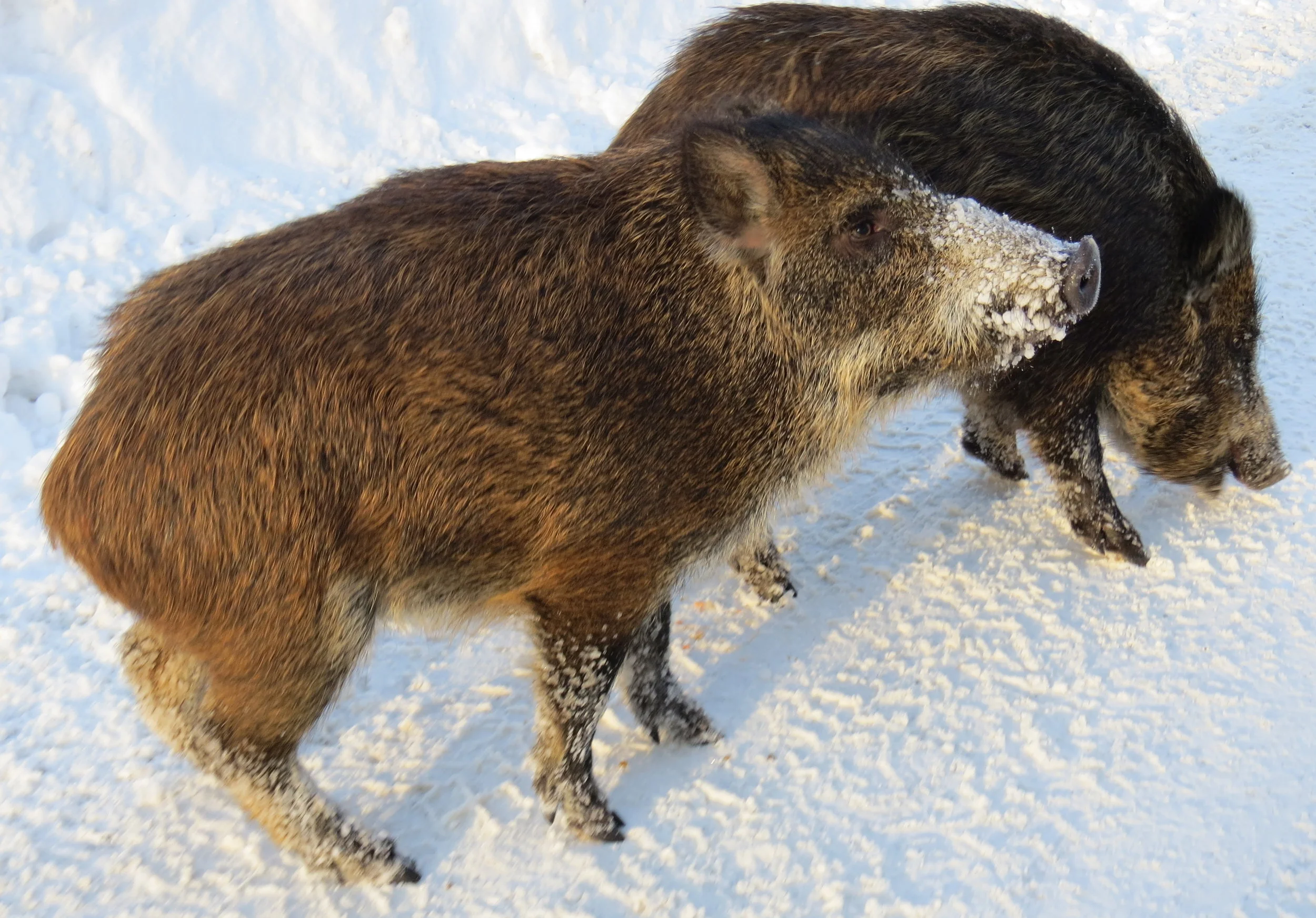Wild Boar