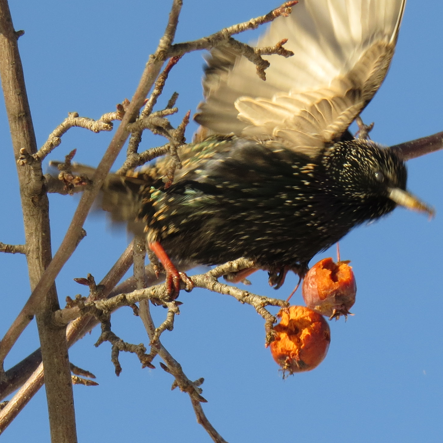 European Starling