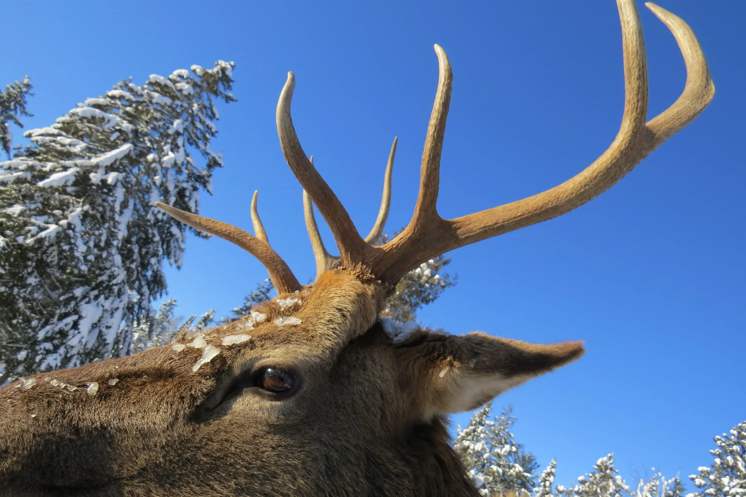  Taken at Parc Omega, QC 