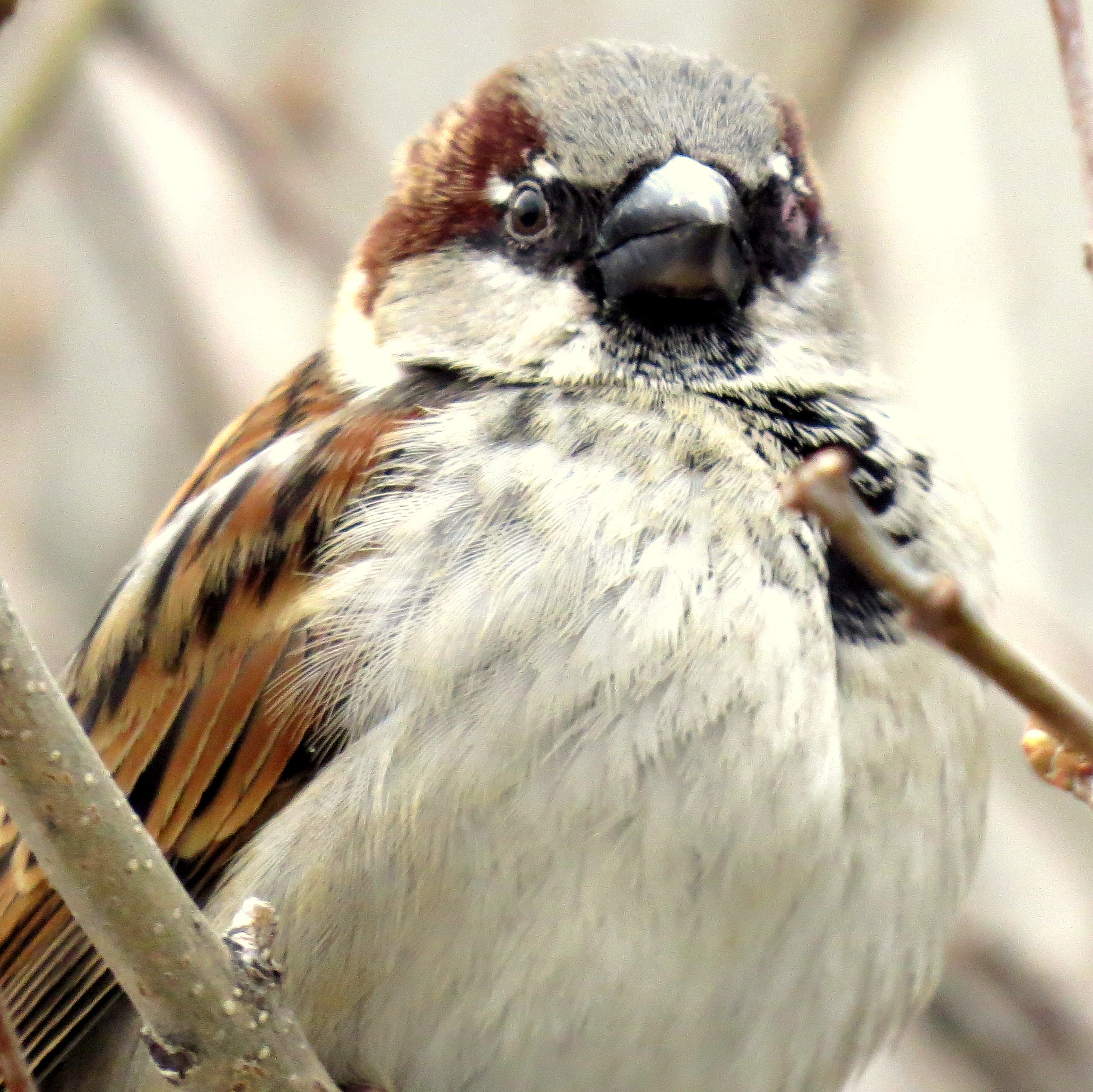 House Sparrow