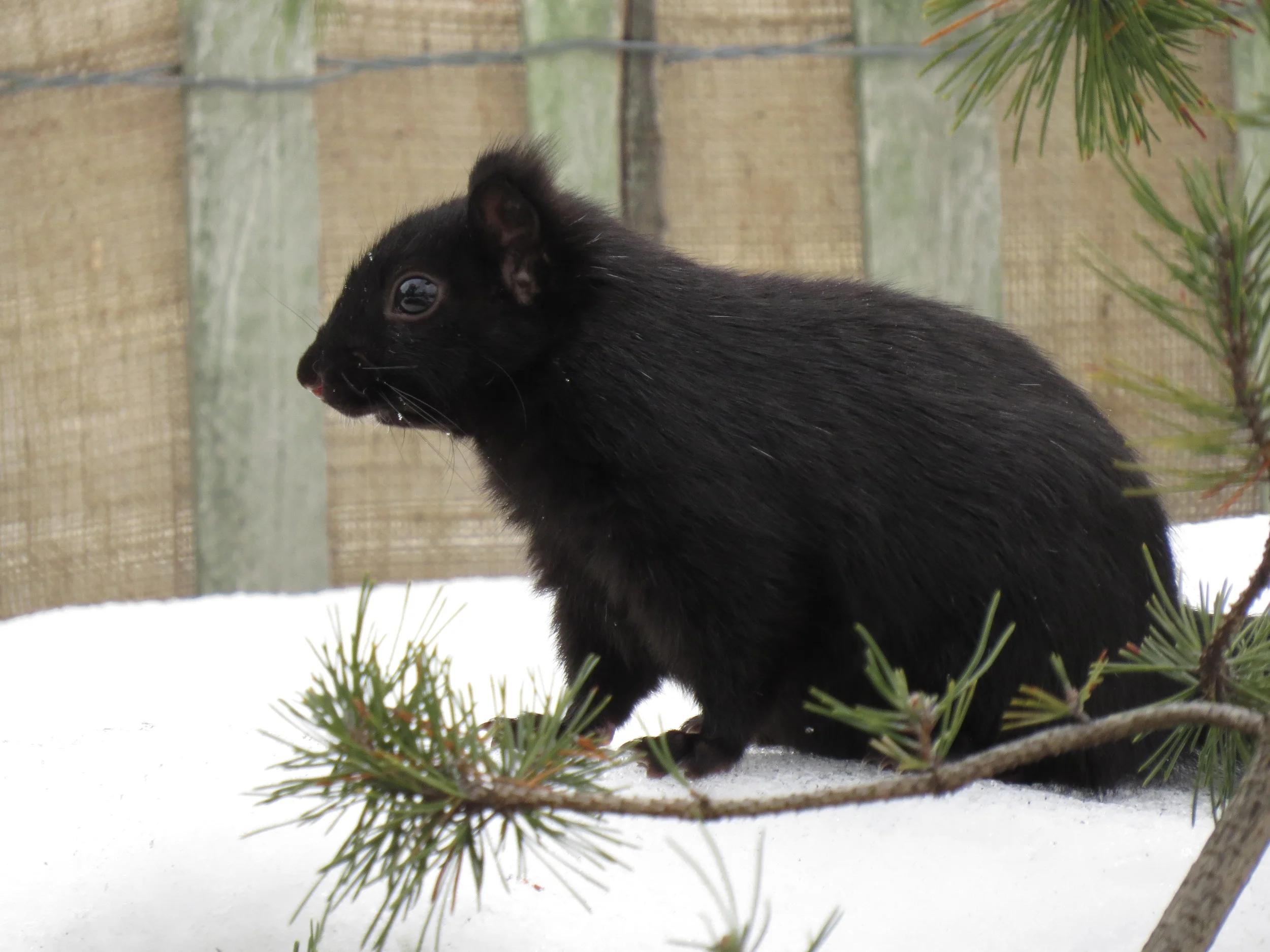 Black Squirrel