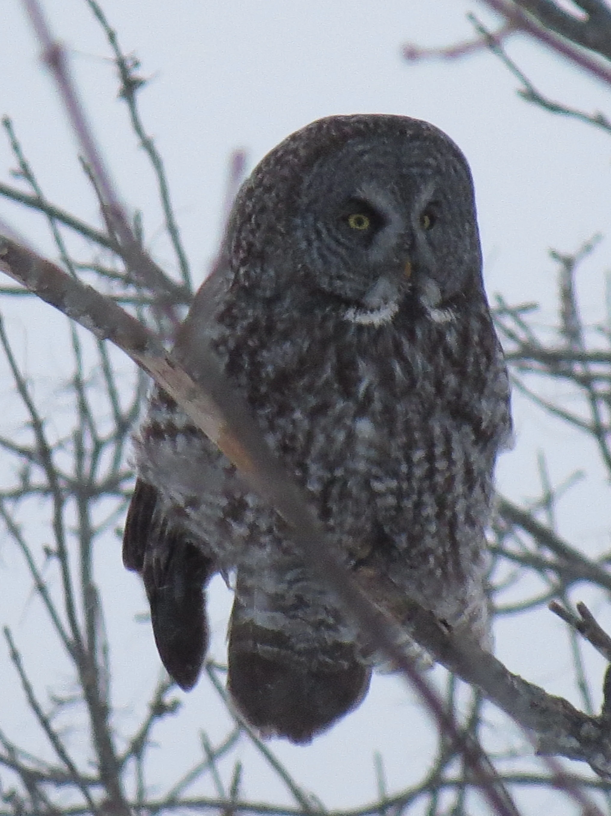 Great Gray Owl