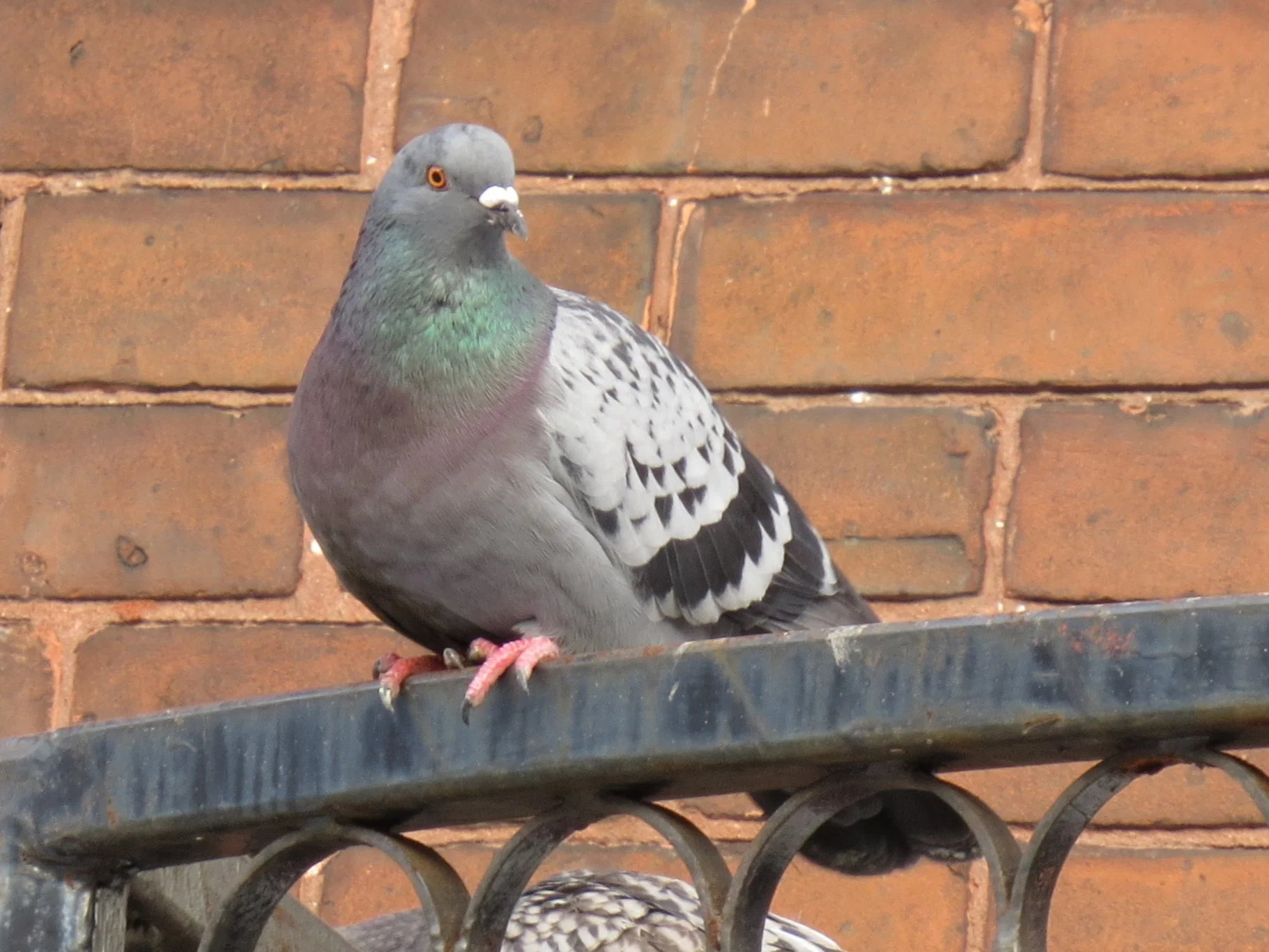 Rock Pigeon