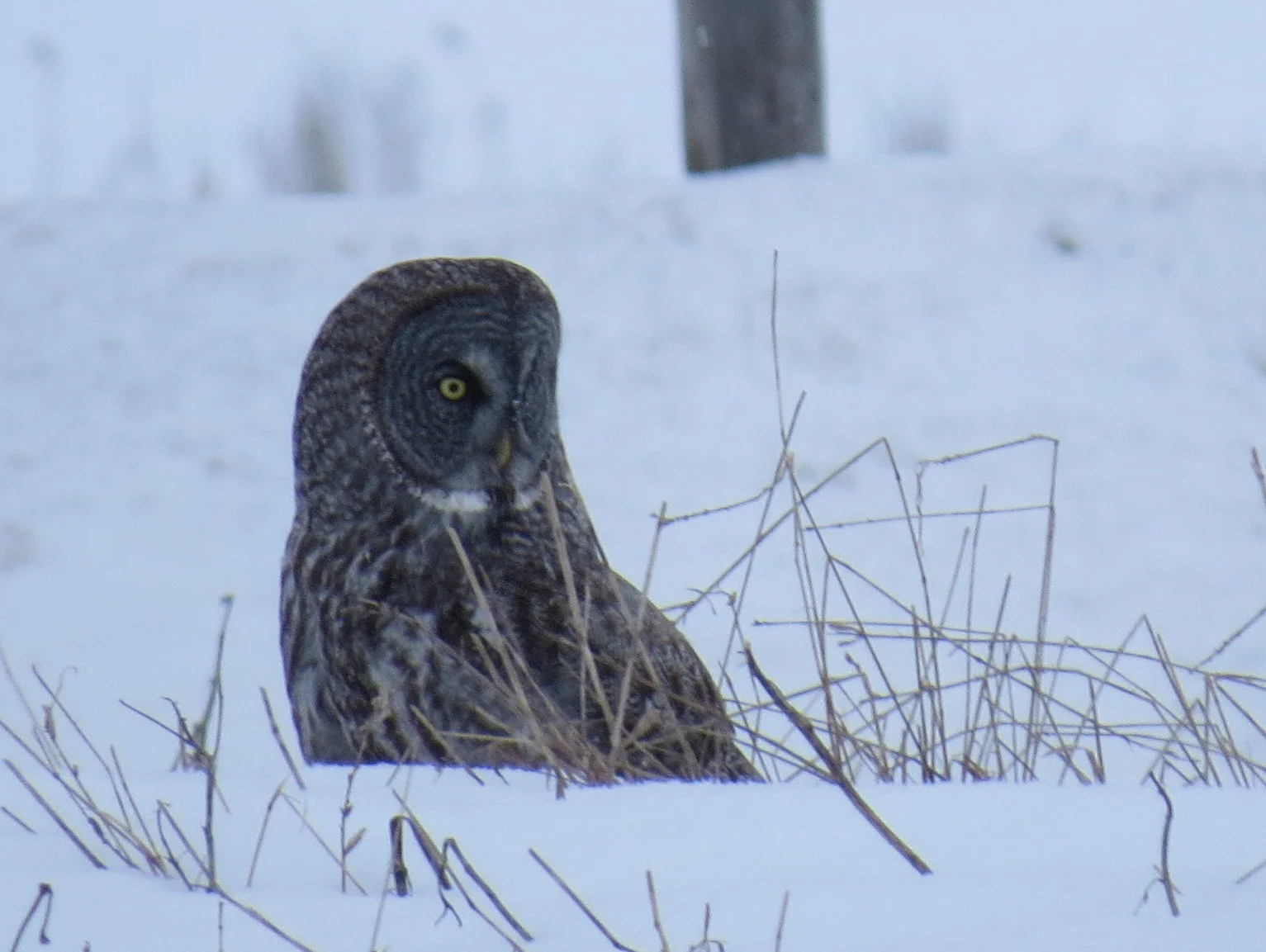 Great Grey Owl