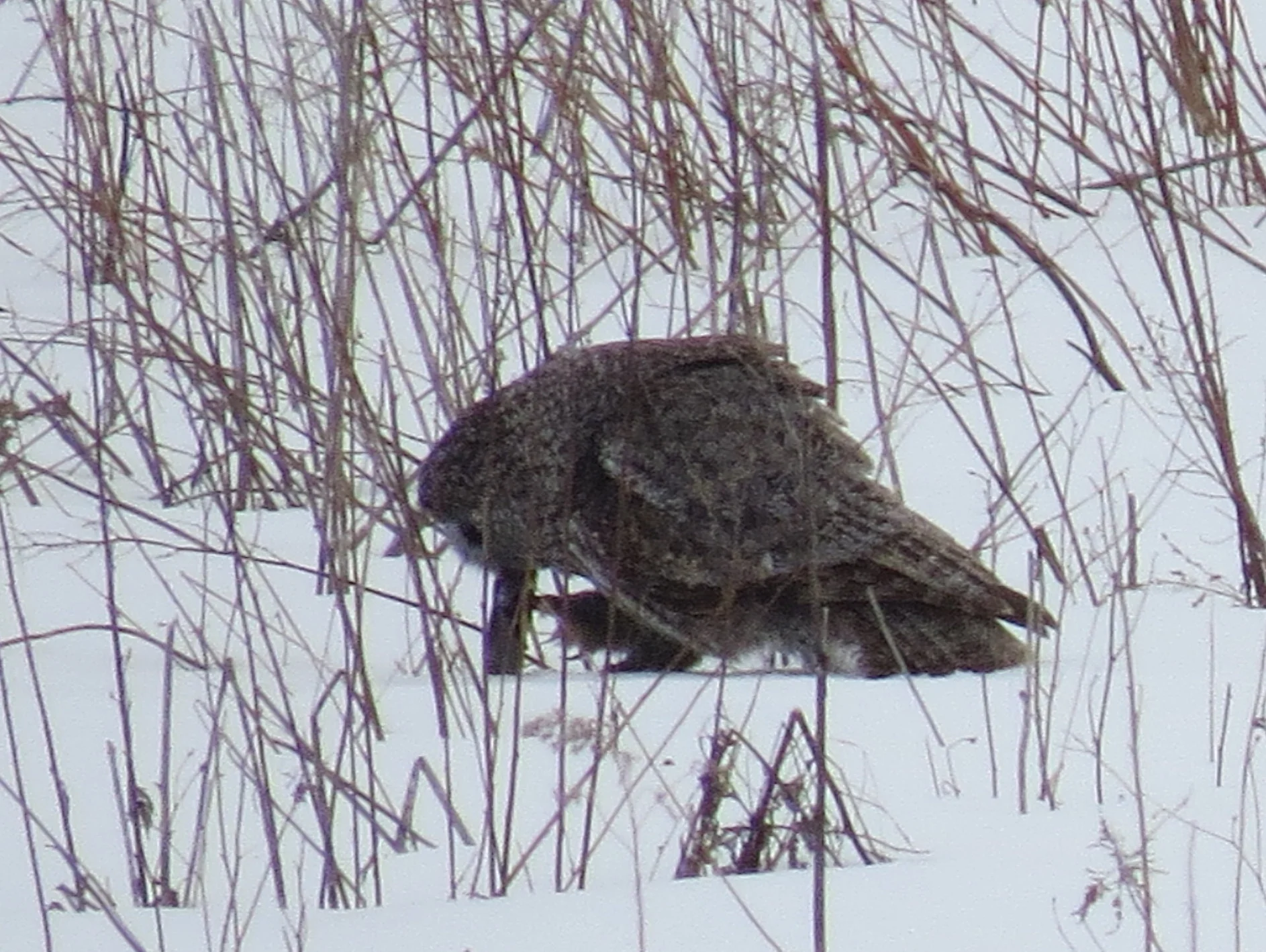 Great Grey Owl