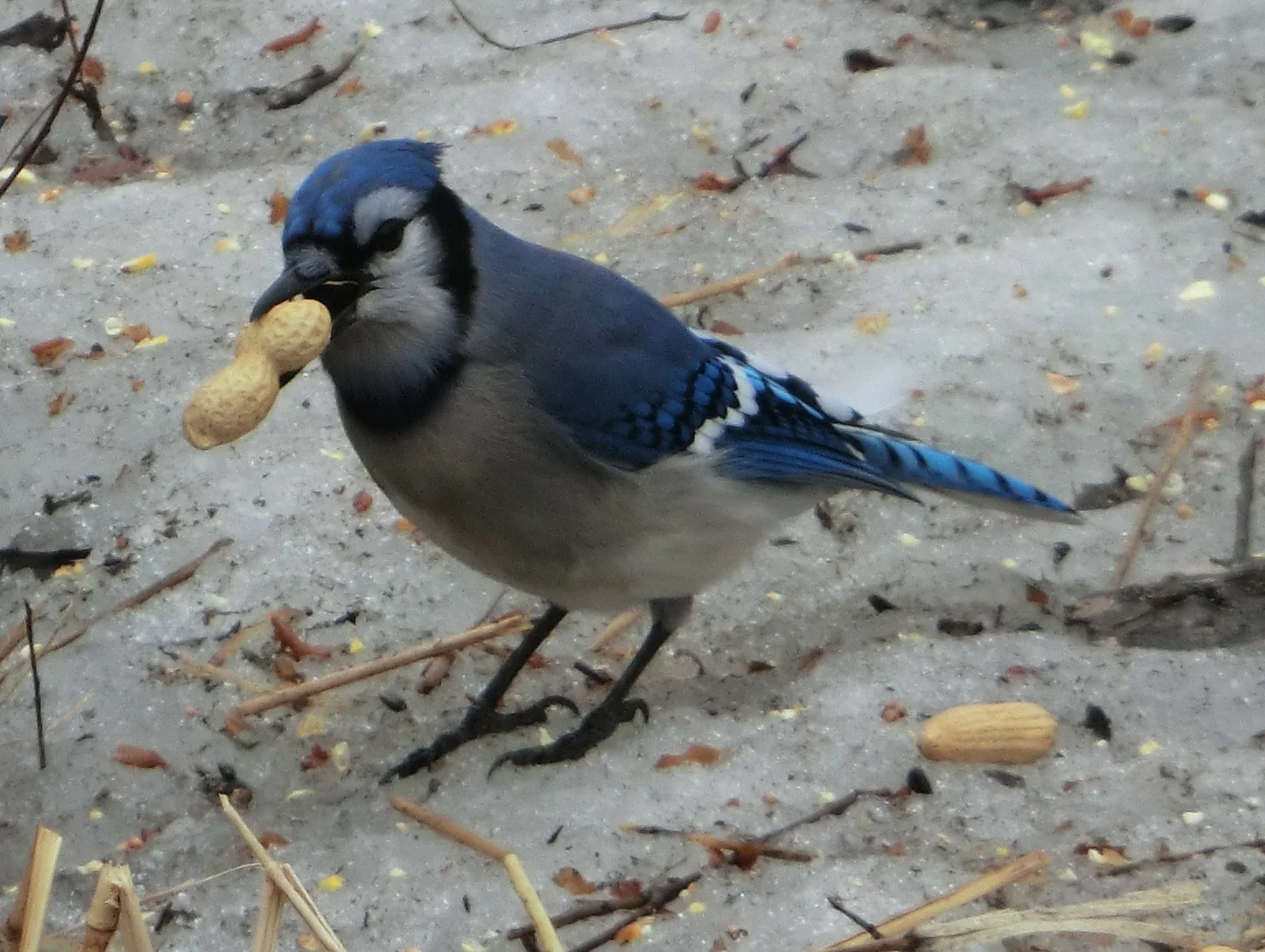 Hungry Blue Jay