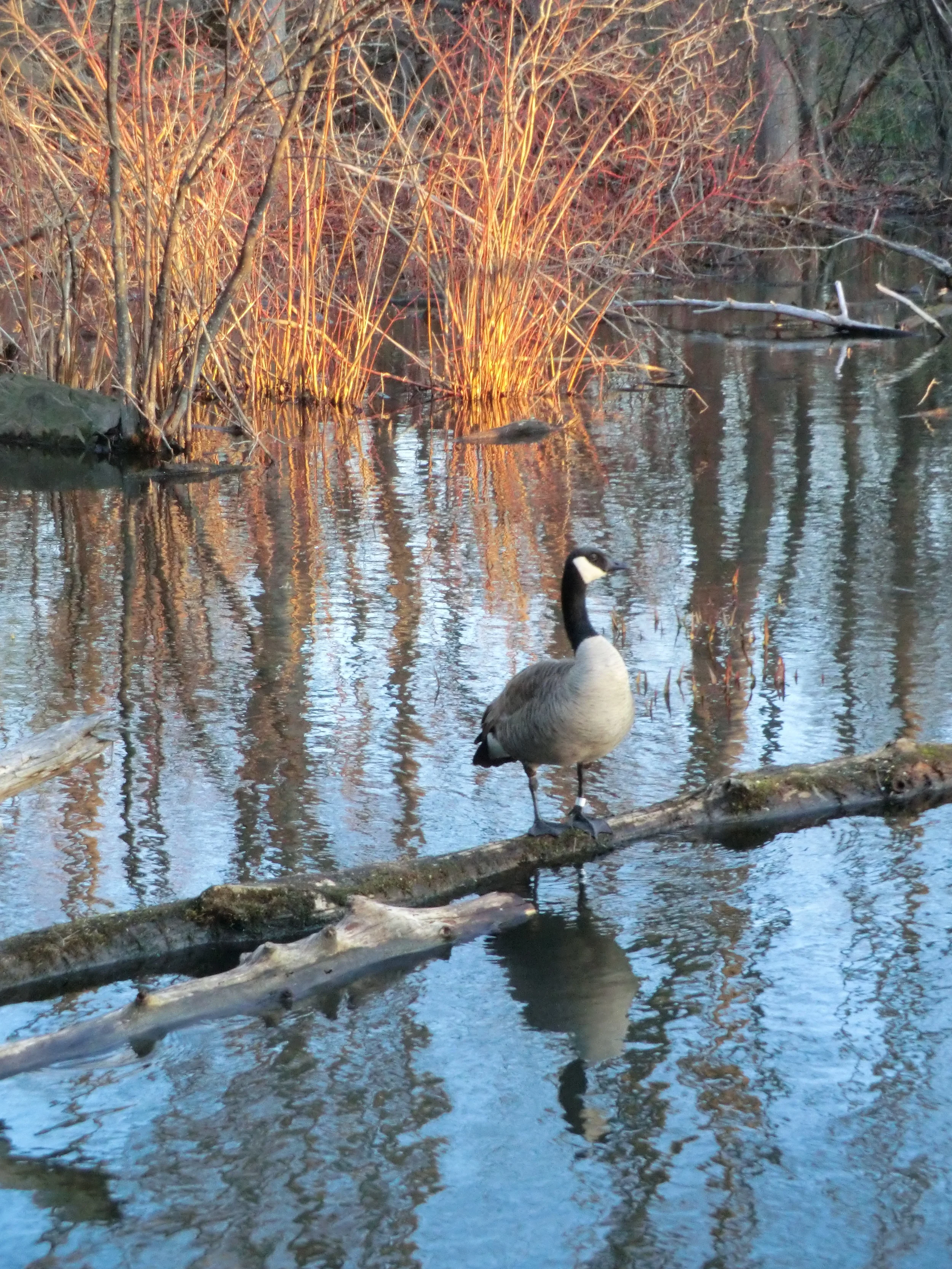 Canadian Goose