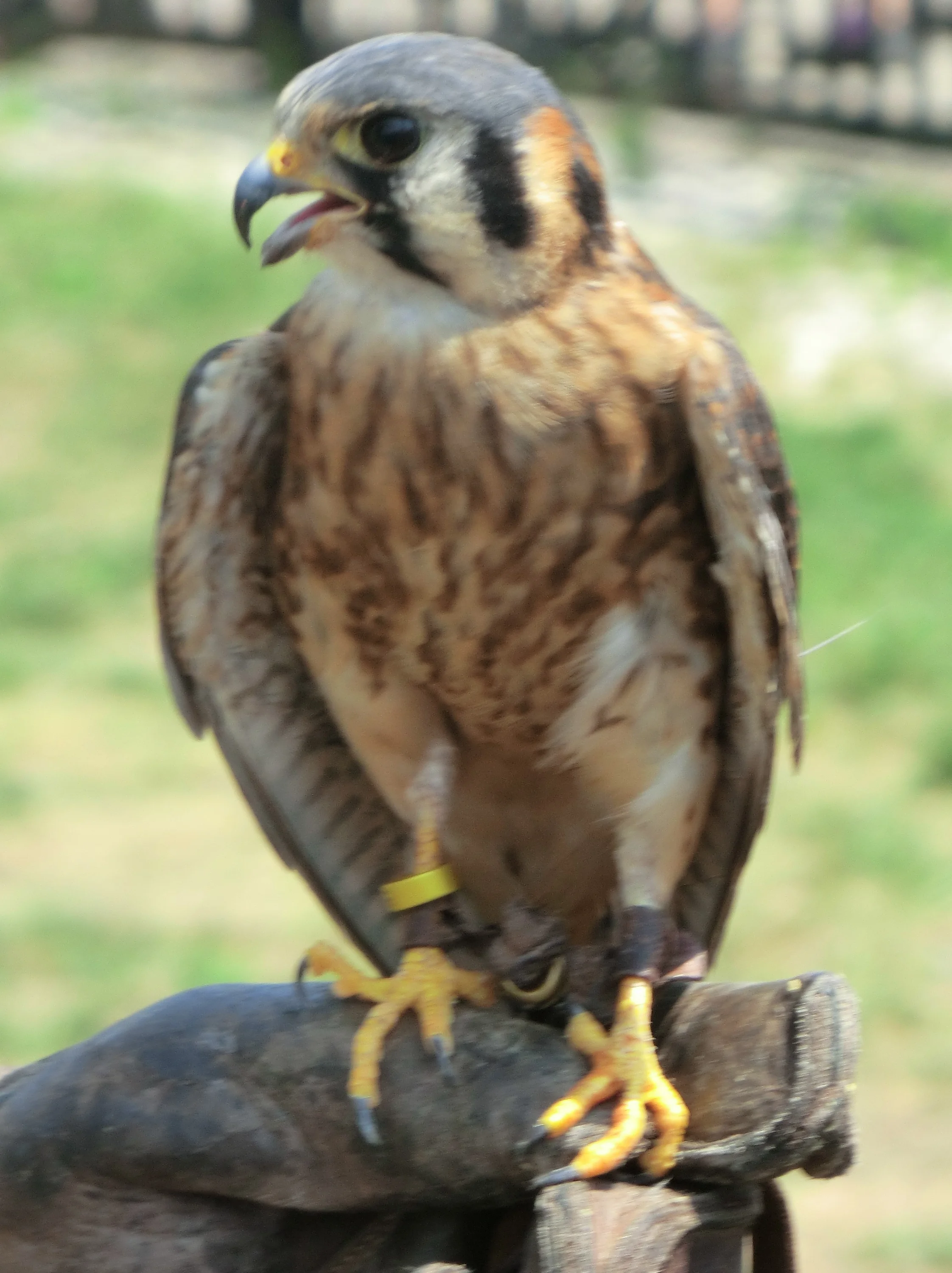 American Kestrel