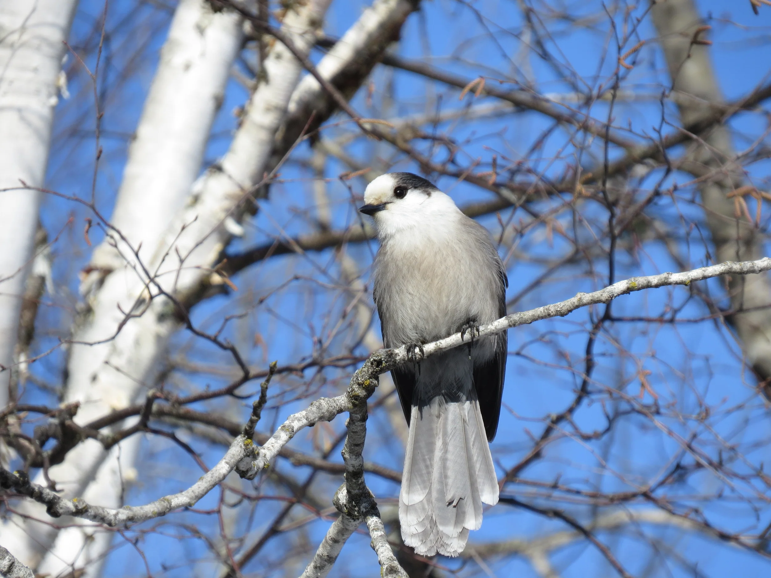 Grey Jay