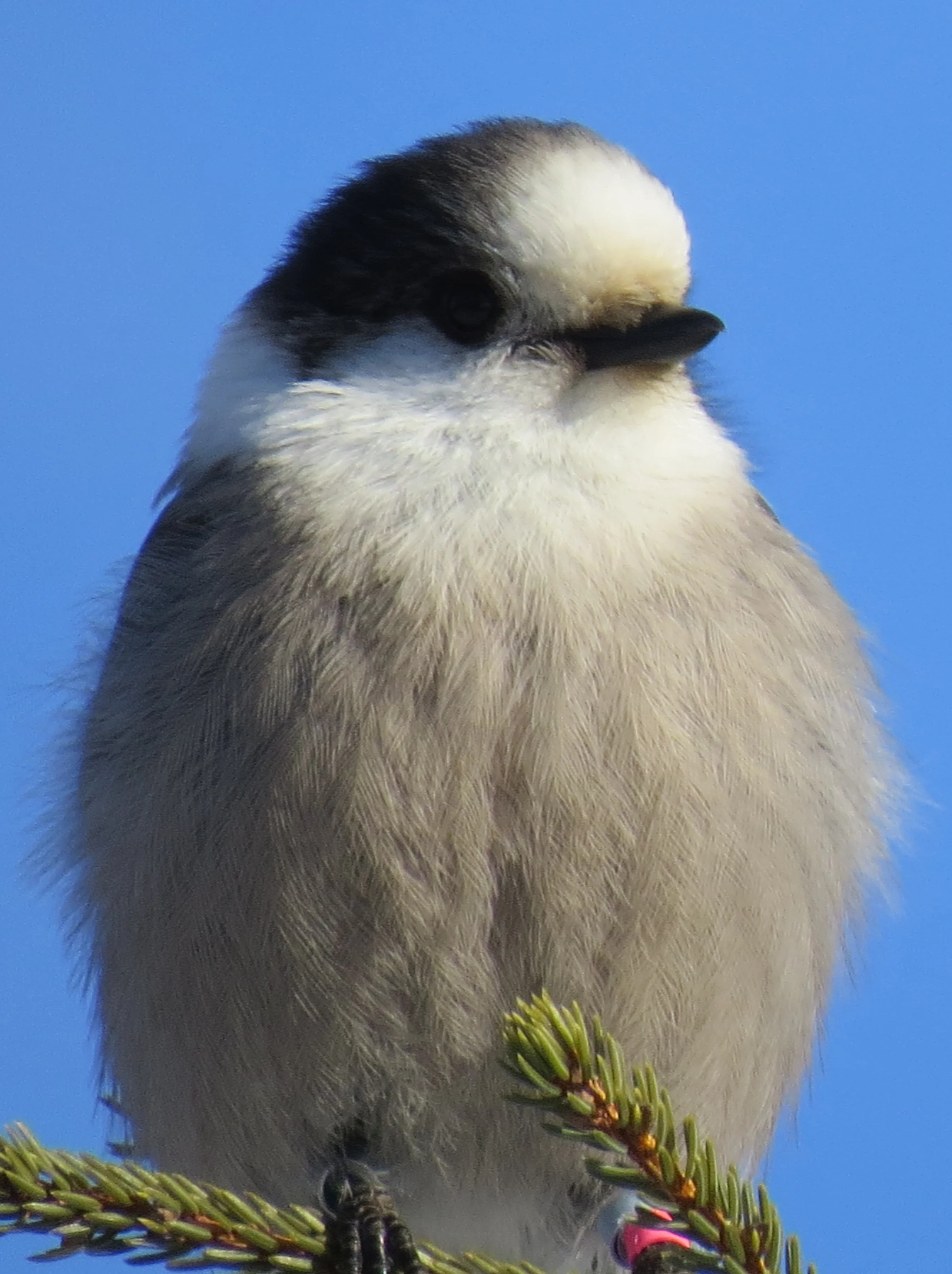 Grey Jay