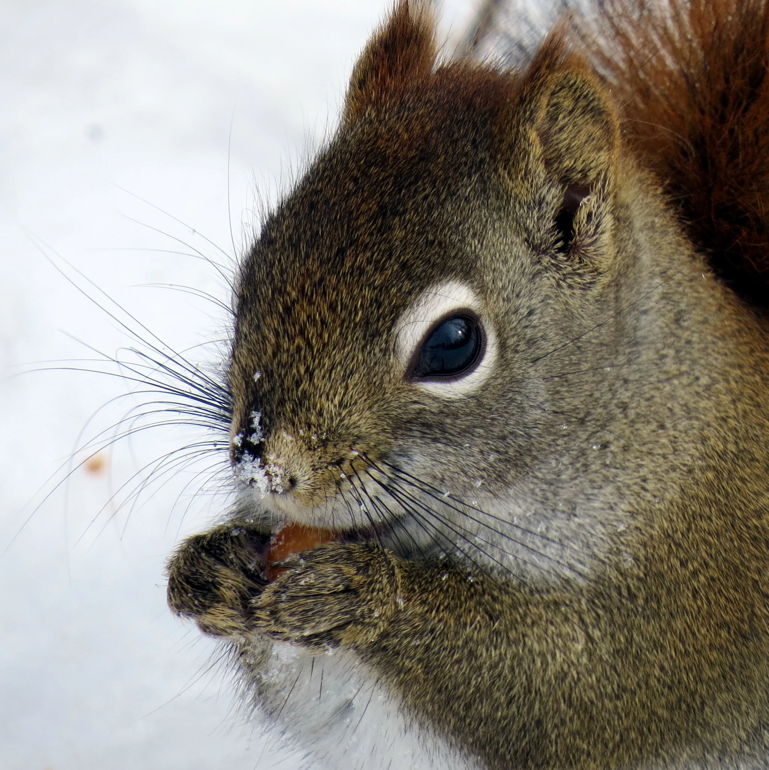 Red Squirrel in the Park