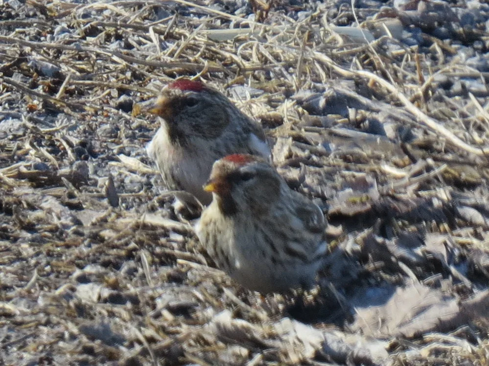 Red Polls on the roadside