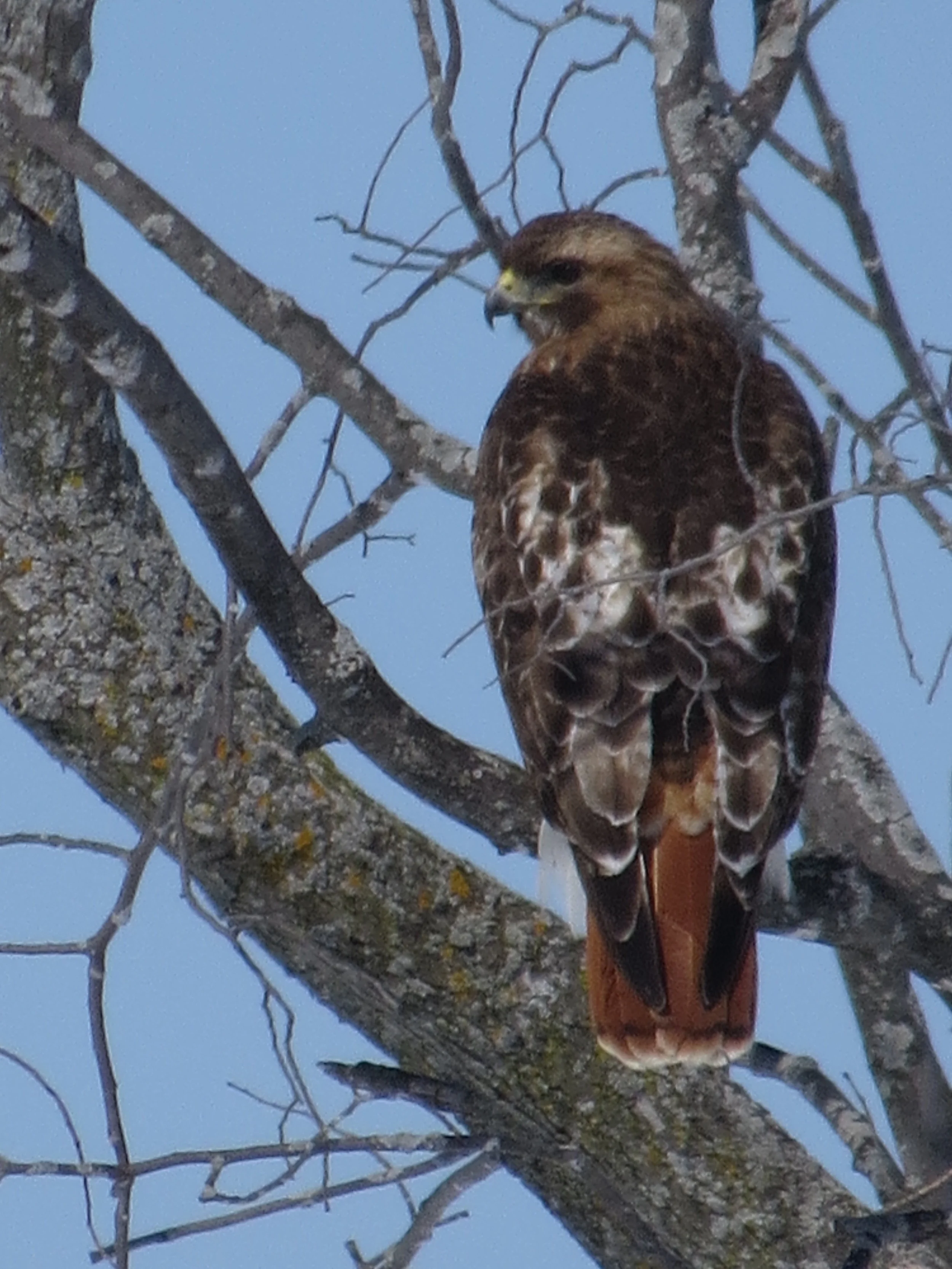 Red Tailled Hawk