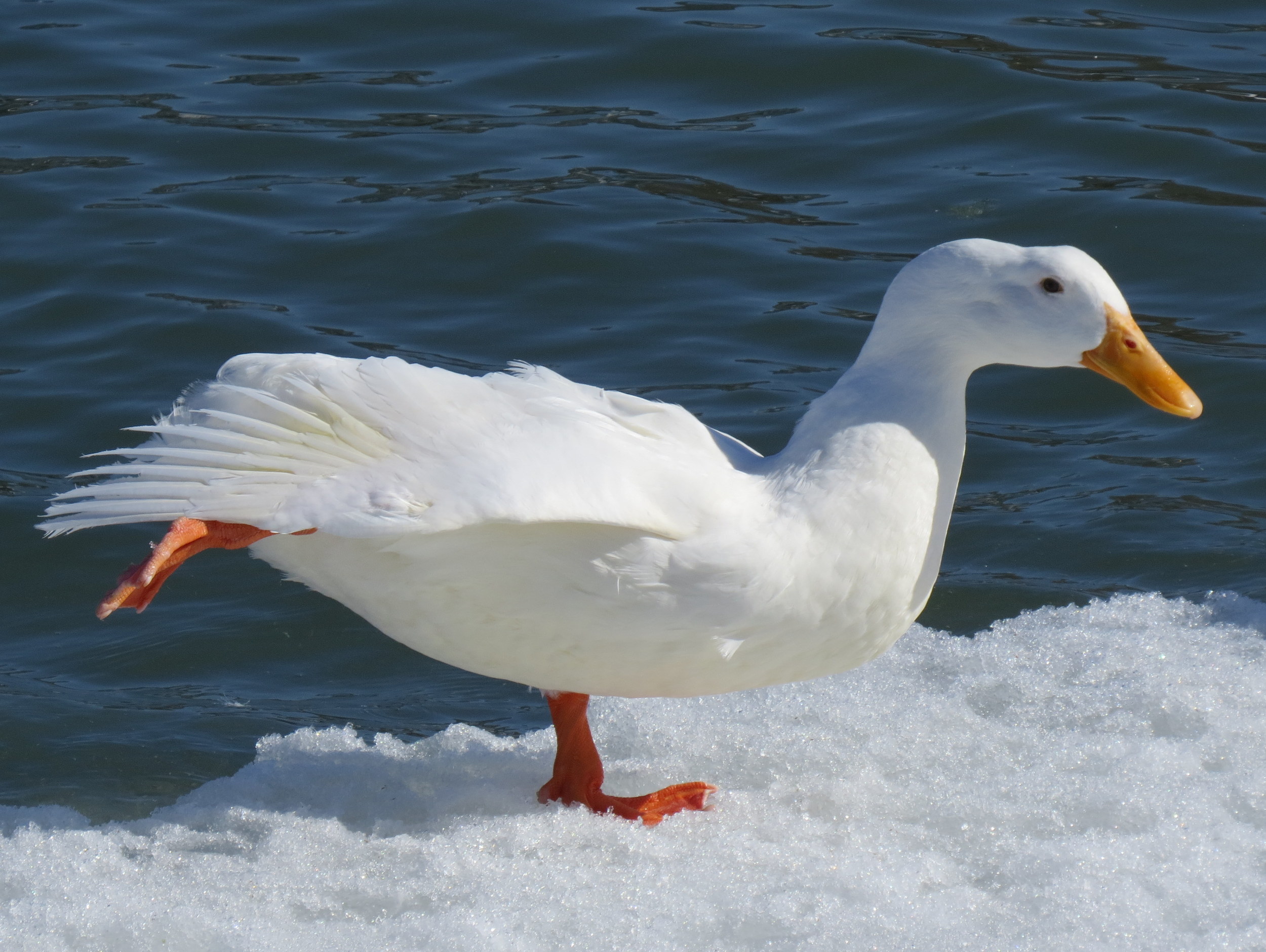 Pekin Duck (Domestic Duck)