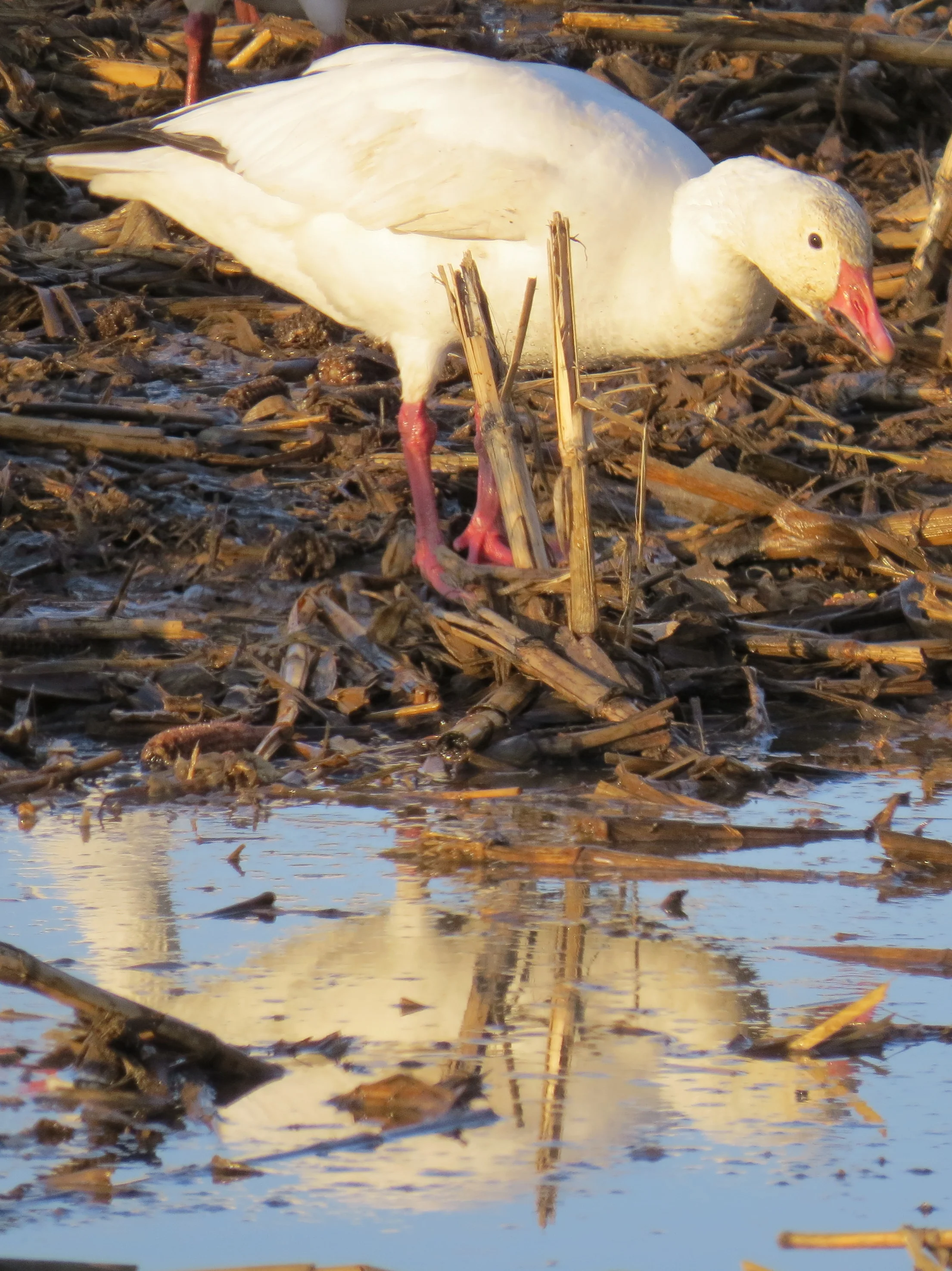 Snow Goose Reflection
