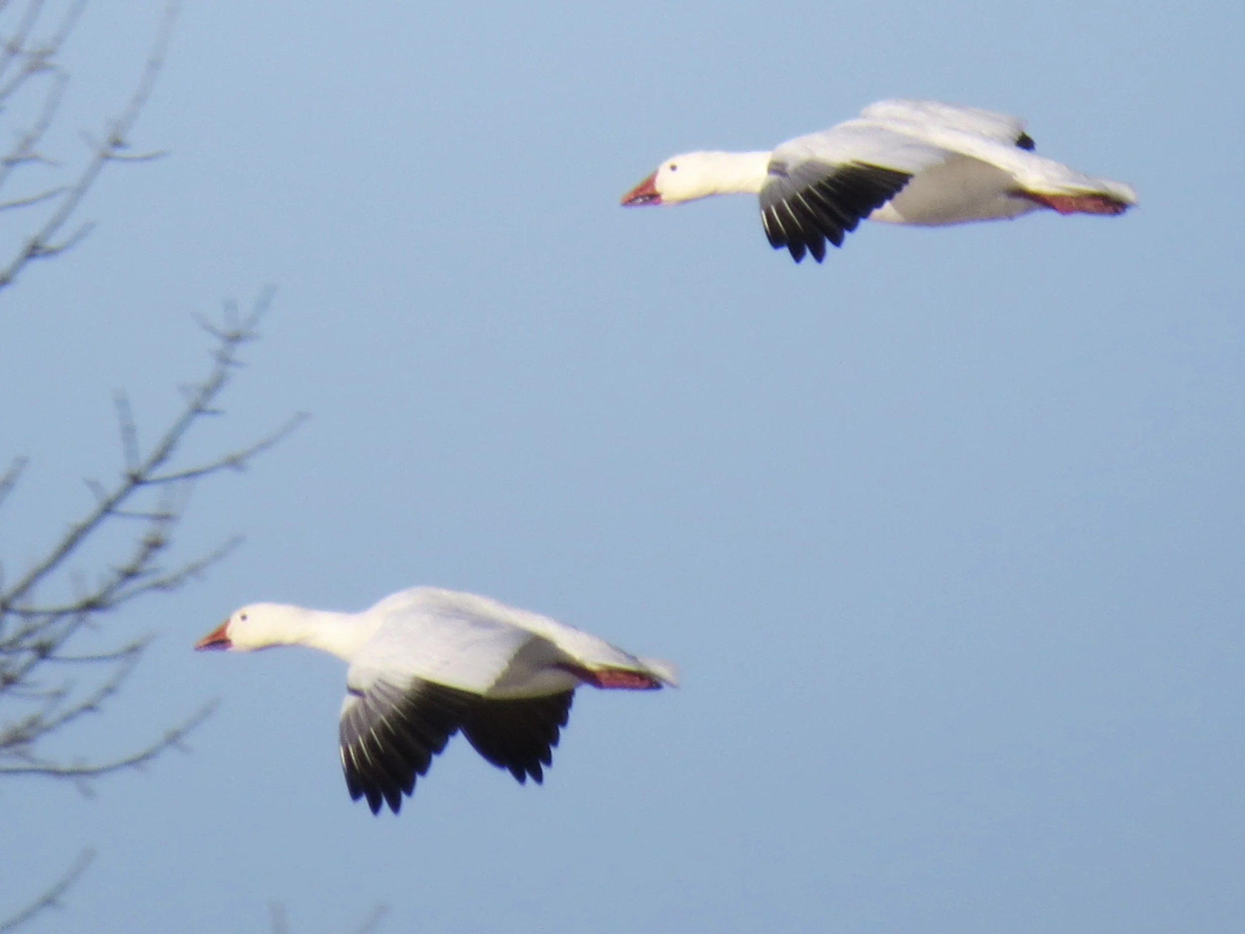 Snow Geese
