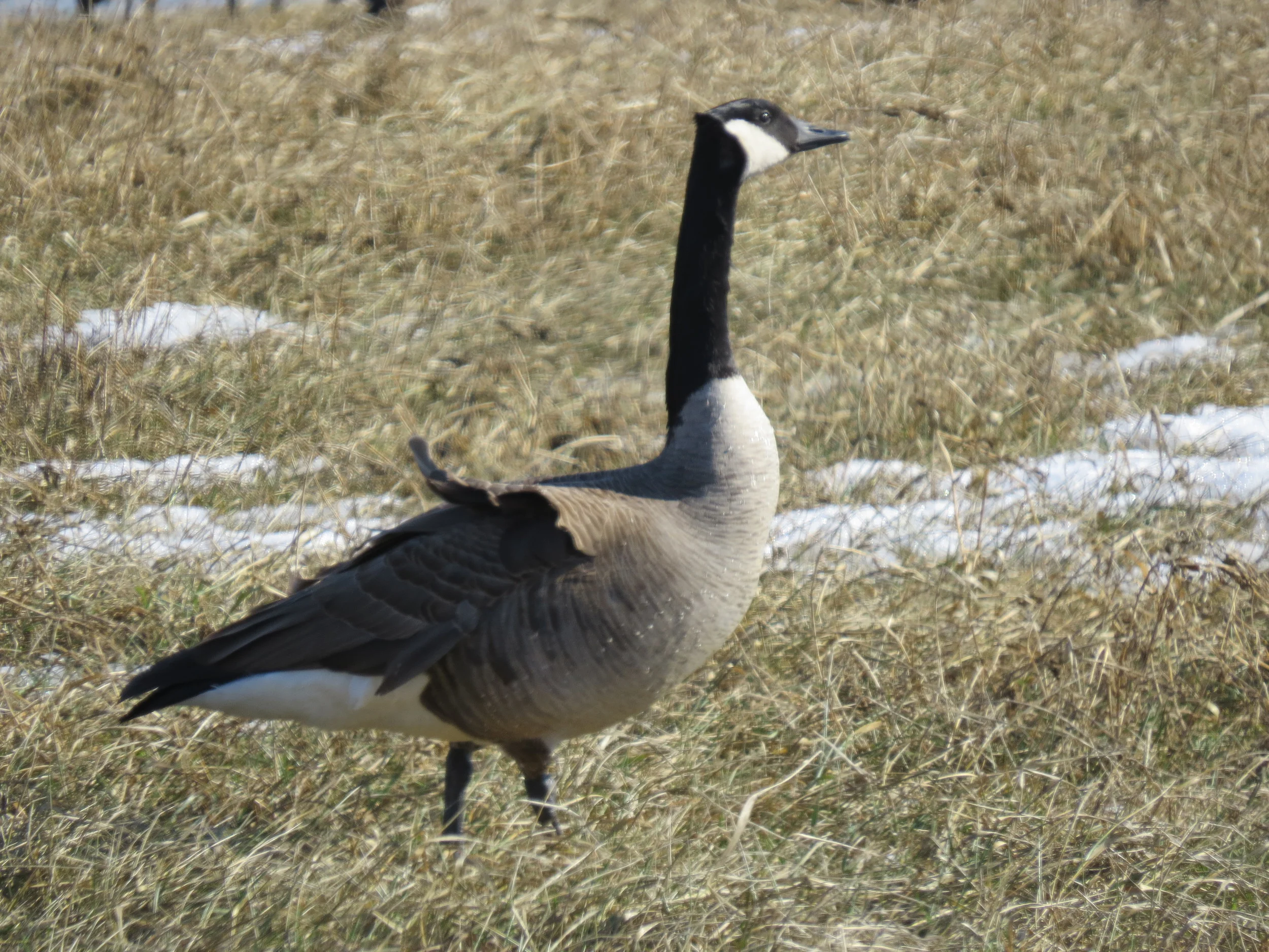 Canada Goose