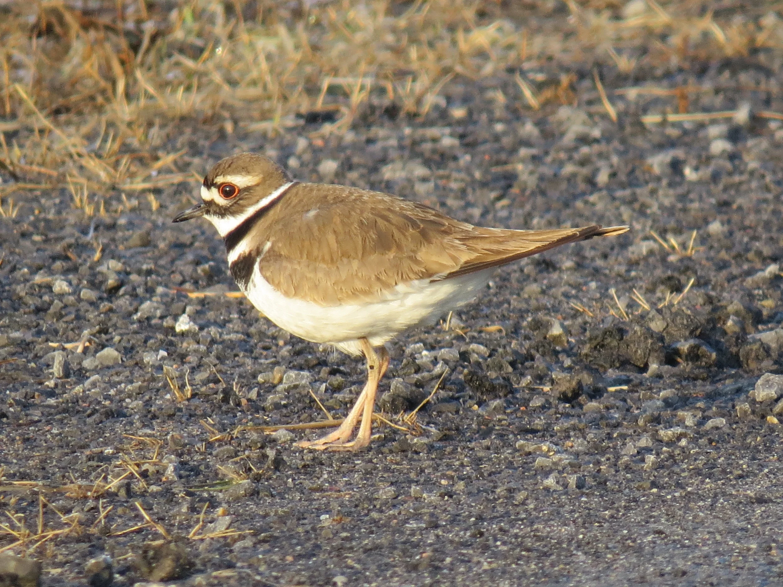 Killdeer