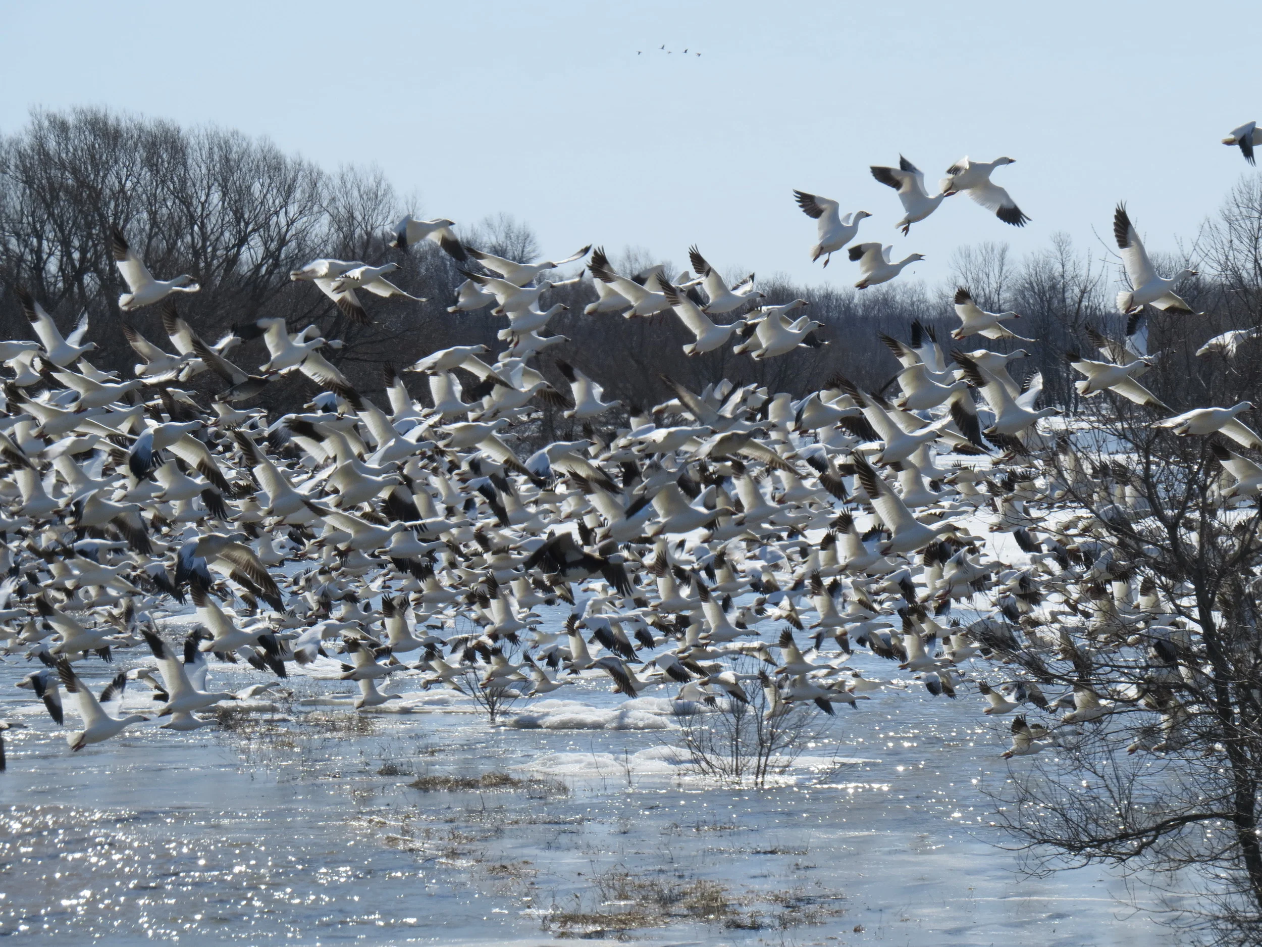 Snow Geese take Flight