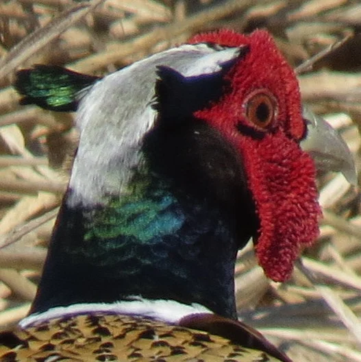 Male Pheasant