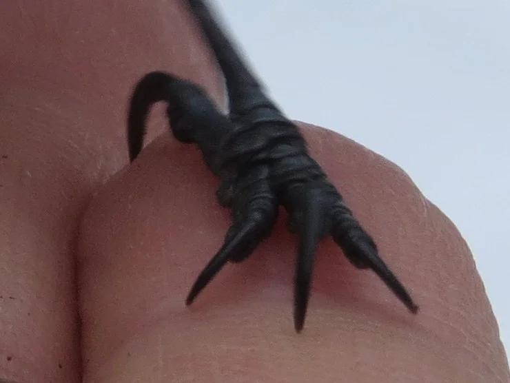 Black-Capped Chickadee's Claw