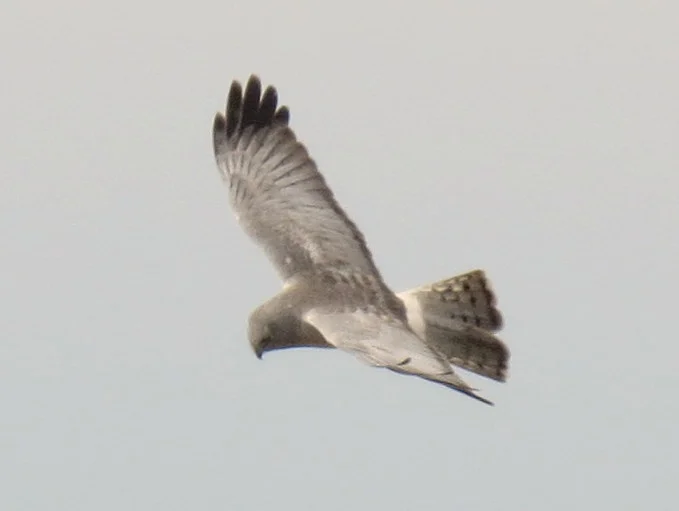 Northern Harrier