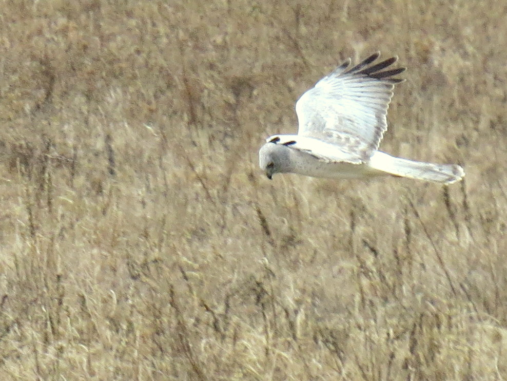 Northern Harrier in Flight