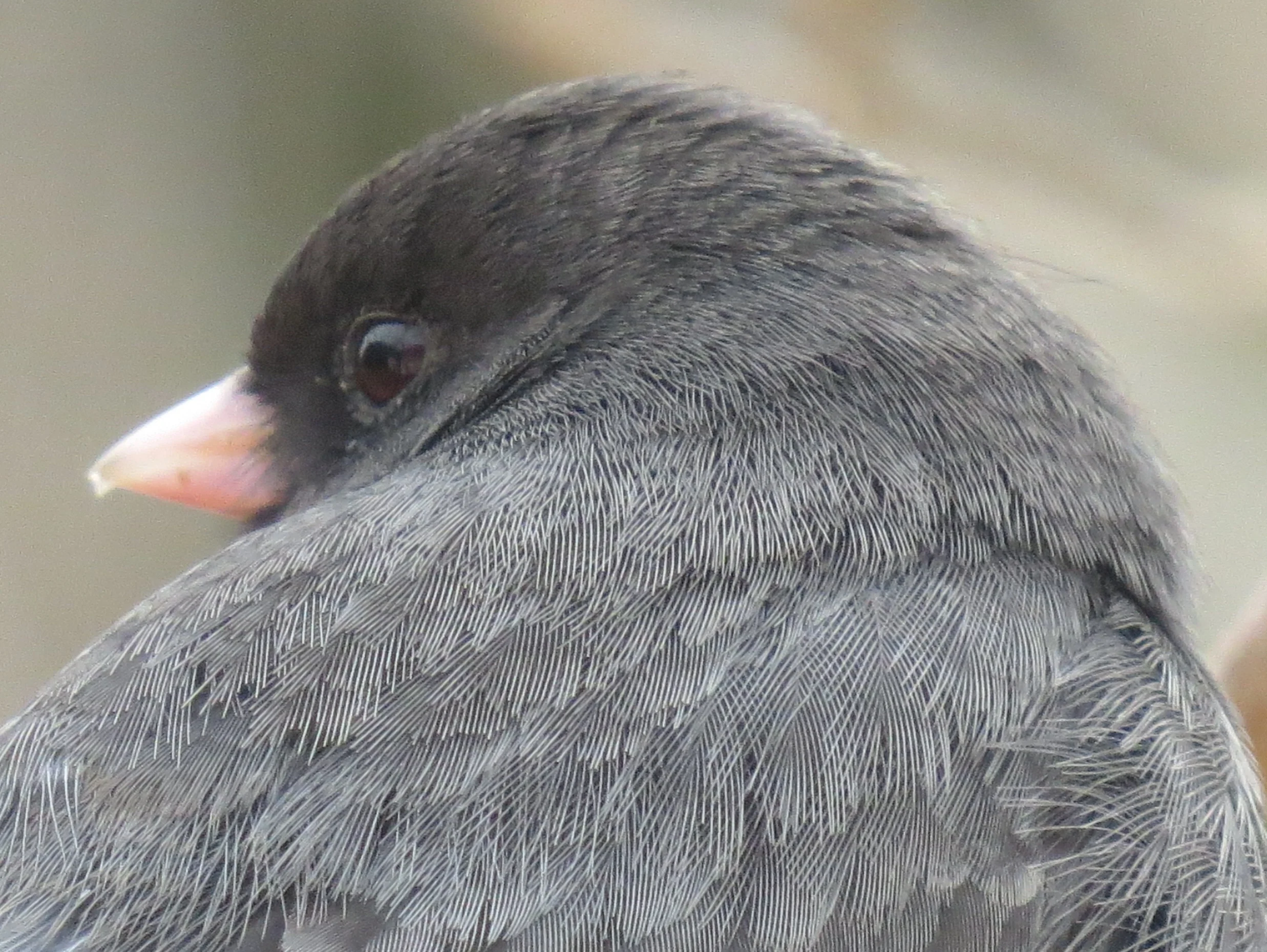 Dark Eyed Junco