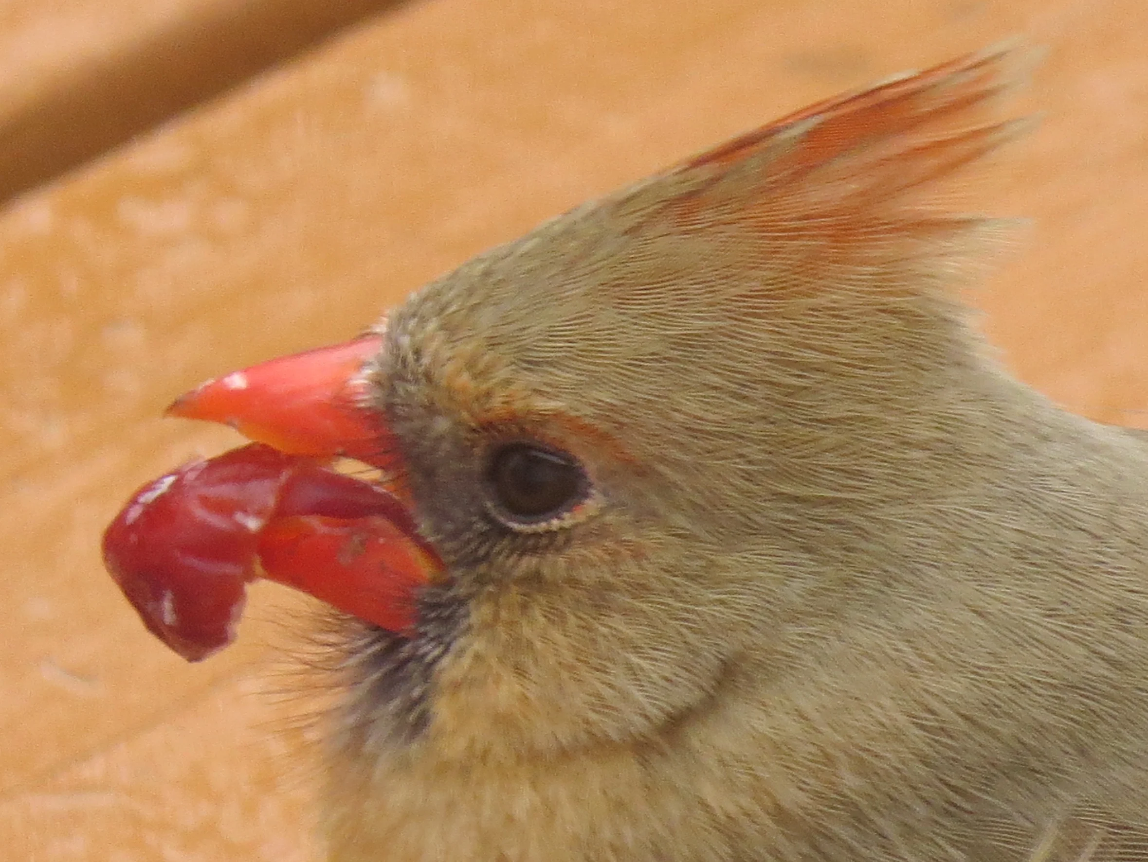 Female Northern Cardinal with Cranberry