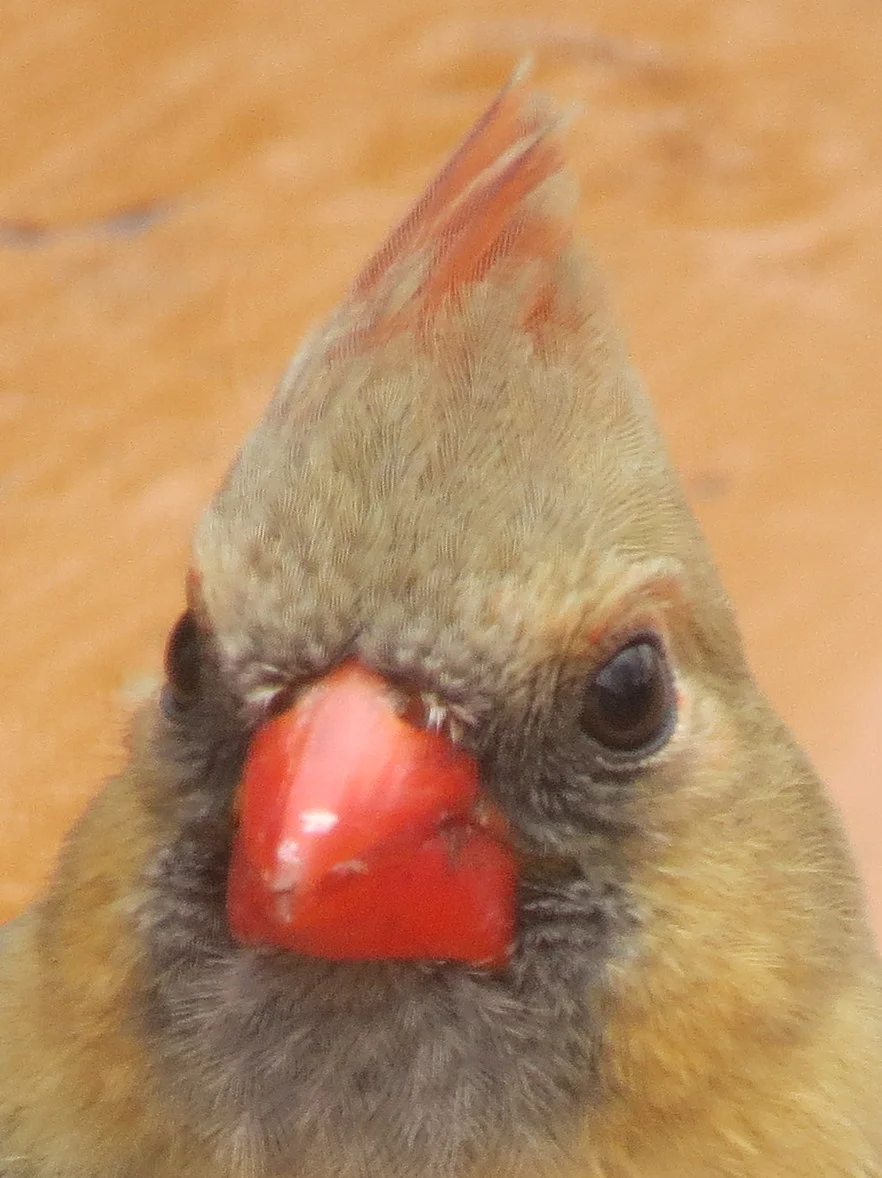 Female Northern Cardinal