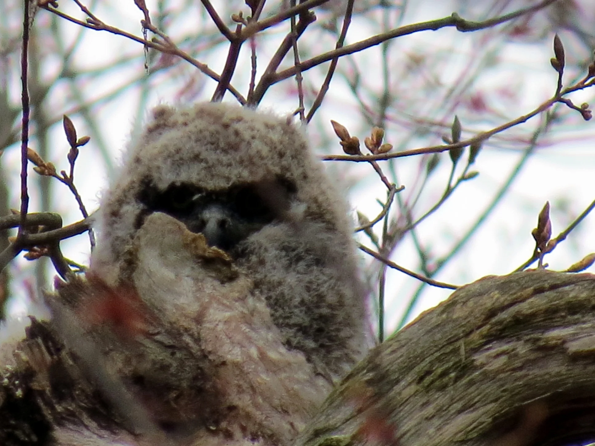 Great Horned Owlet-001.JPG