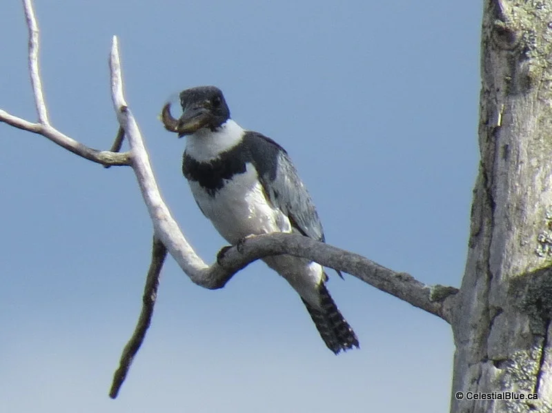 King Fisher.JPG