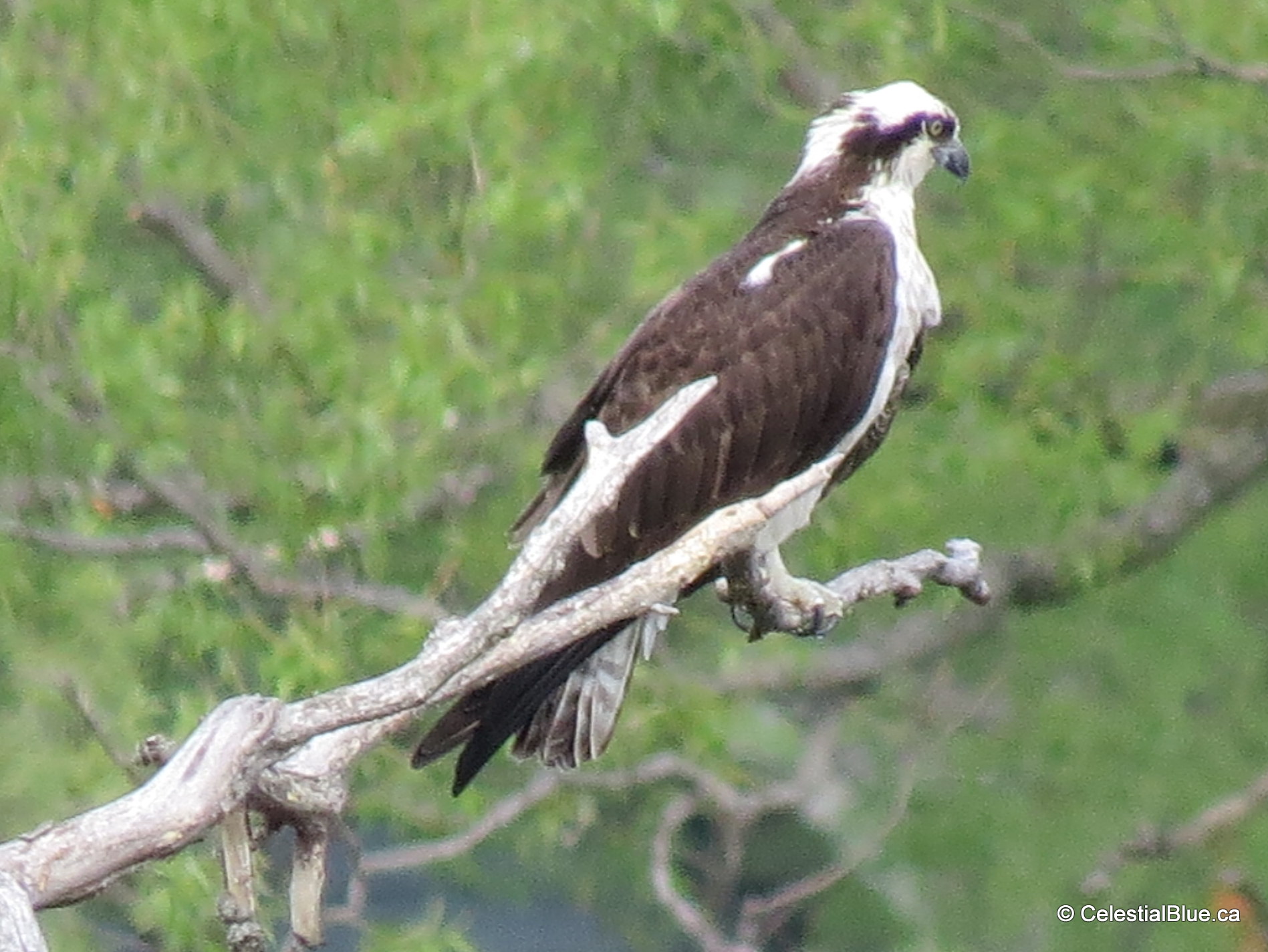 Osprey.JPG