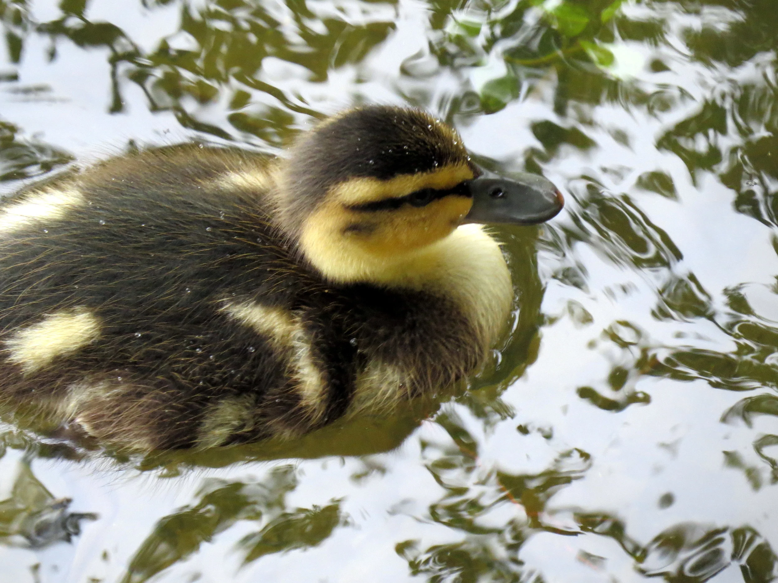 Mallard Duckling