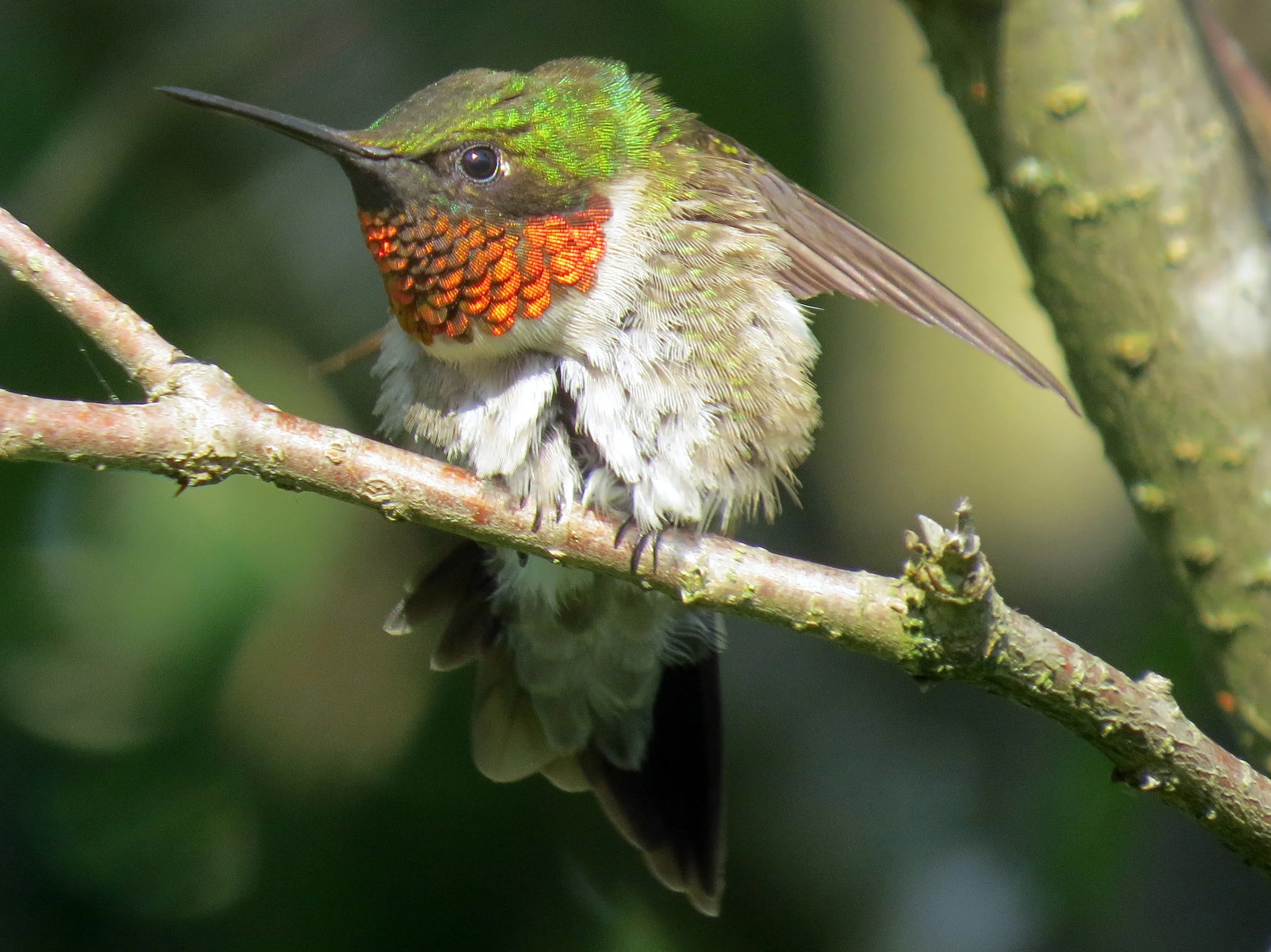 Hummingbirds have returned