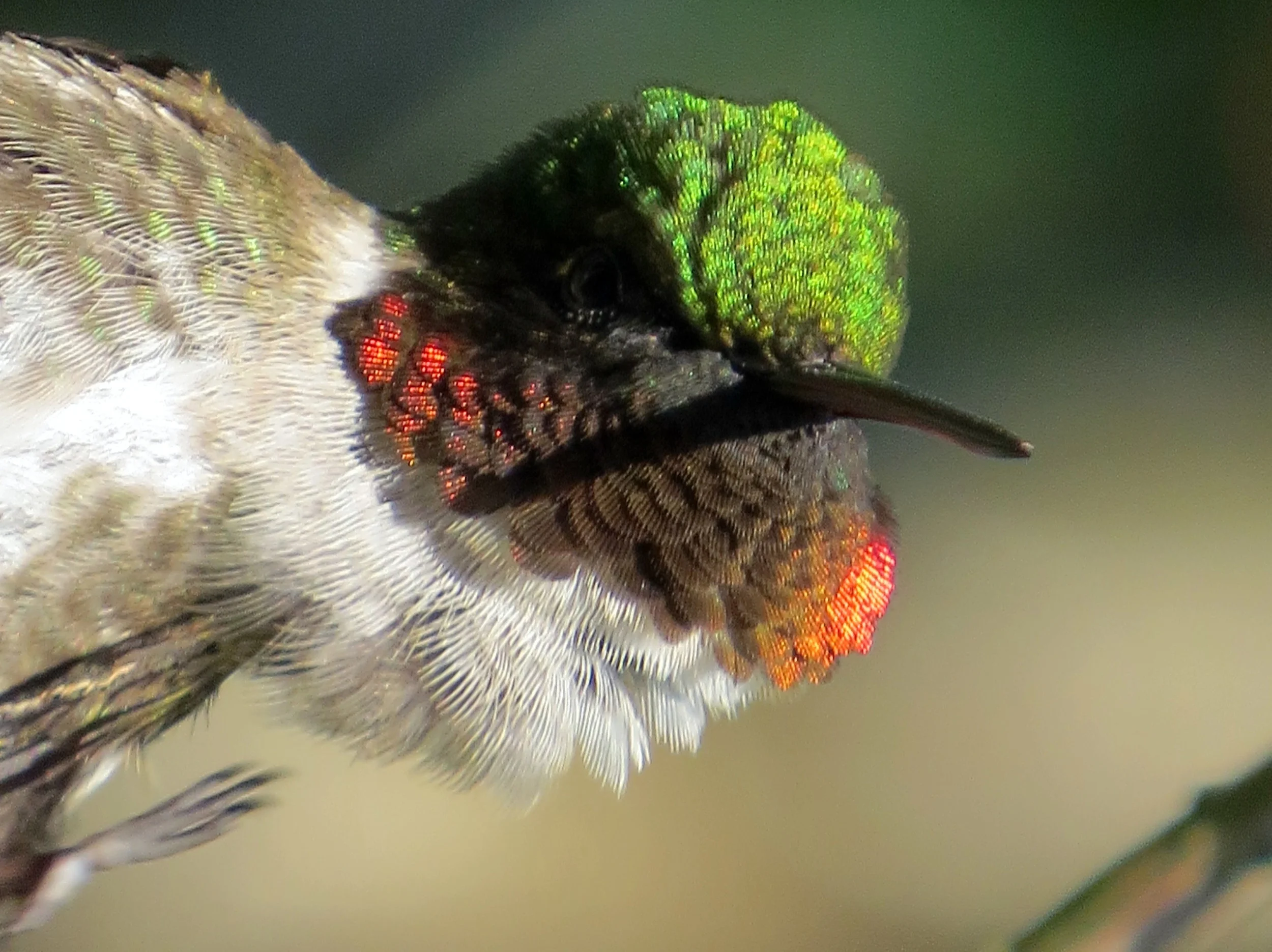 Hummingbird