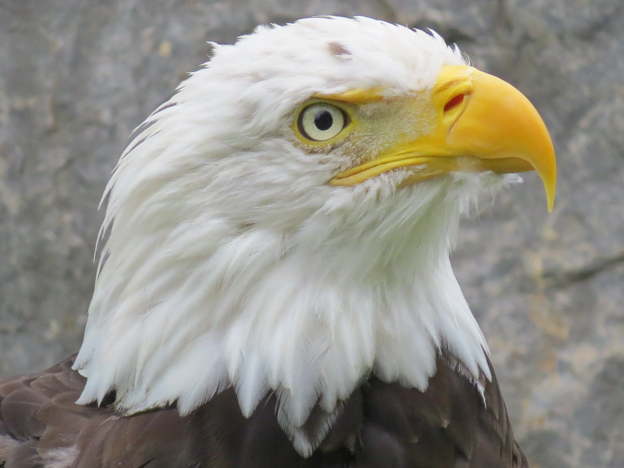 Bald Eagle (Taken at EcoMuseum)