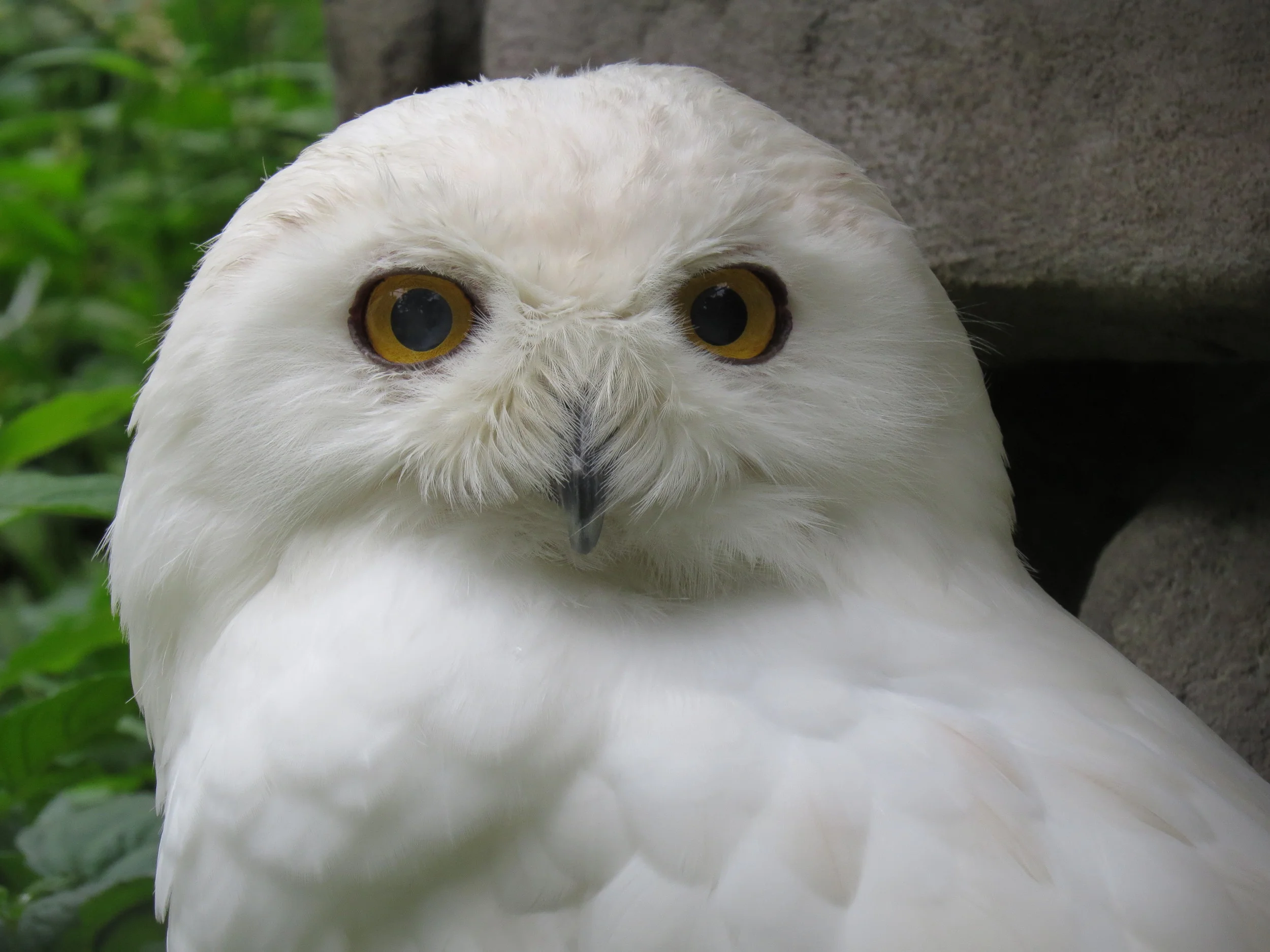 Snowy Owl at EcoMuseum (Montreal)