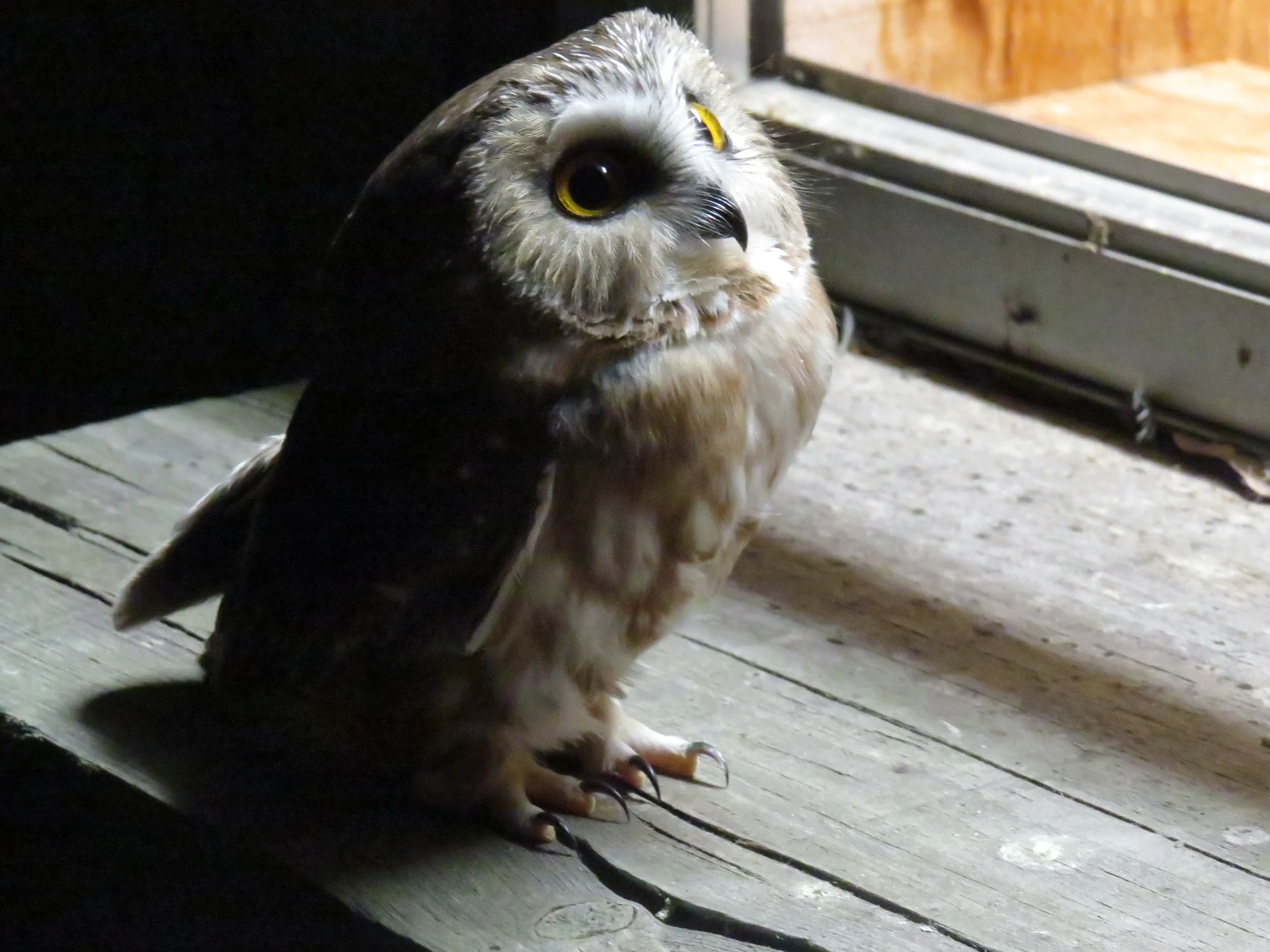 Northern Saw Whet Owl