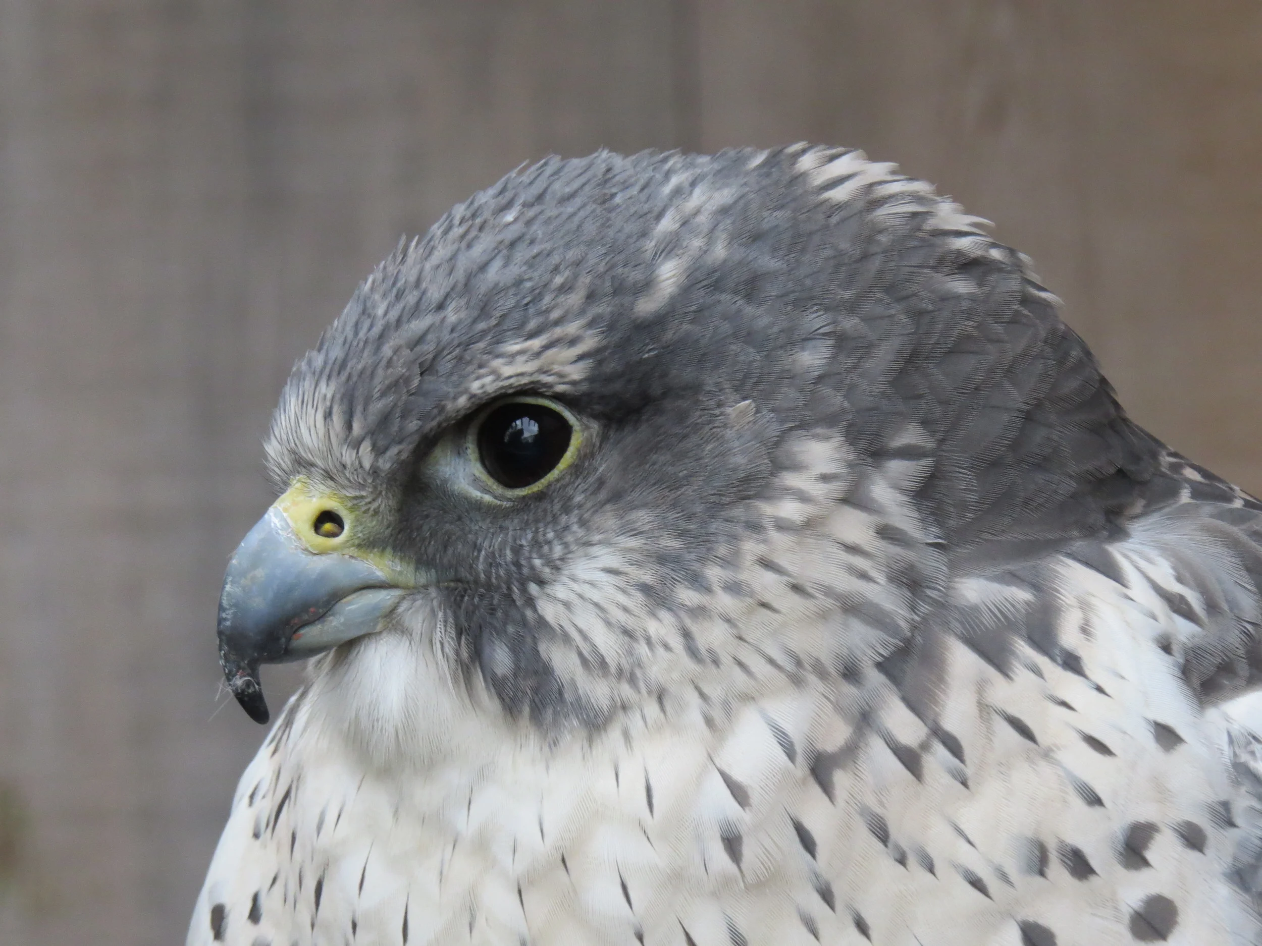 Gyrfalcon