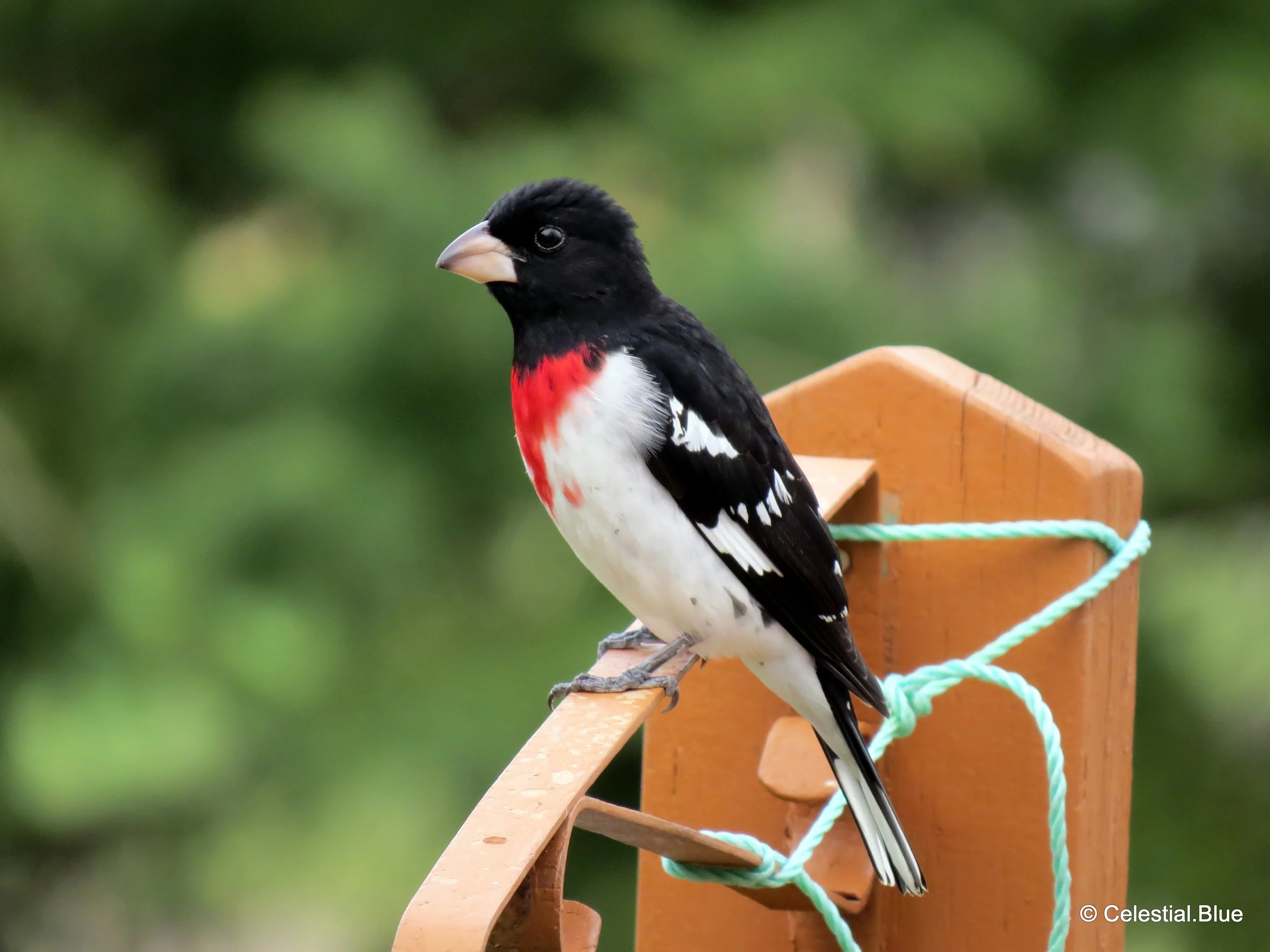 Rose-breasted Grosbeak