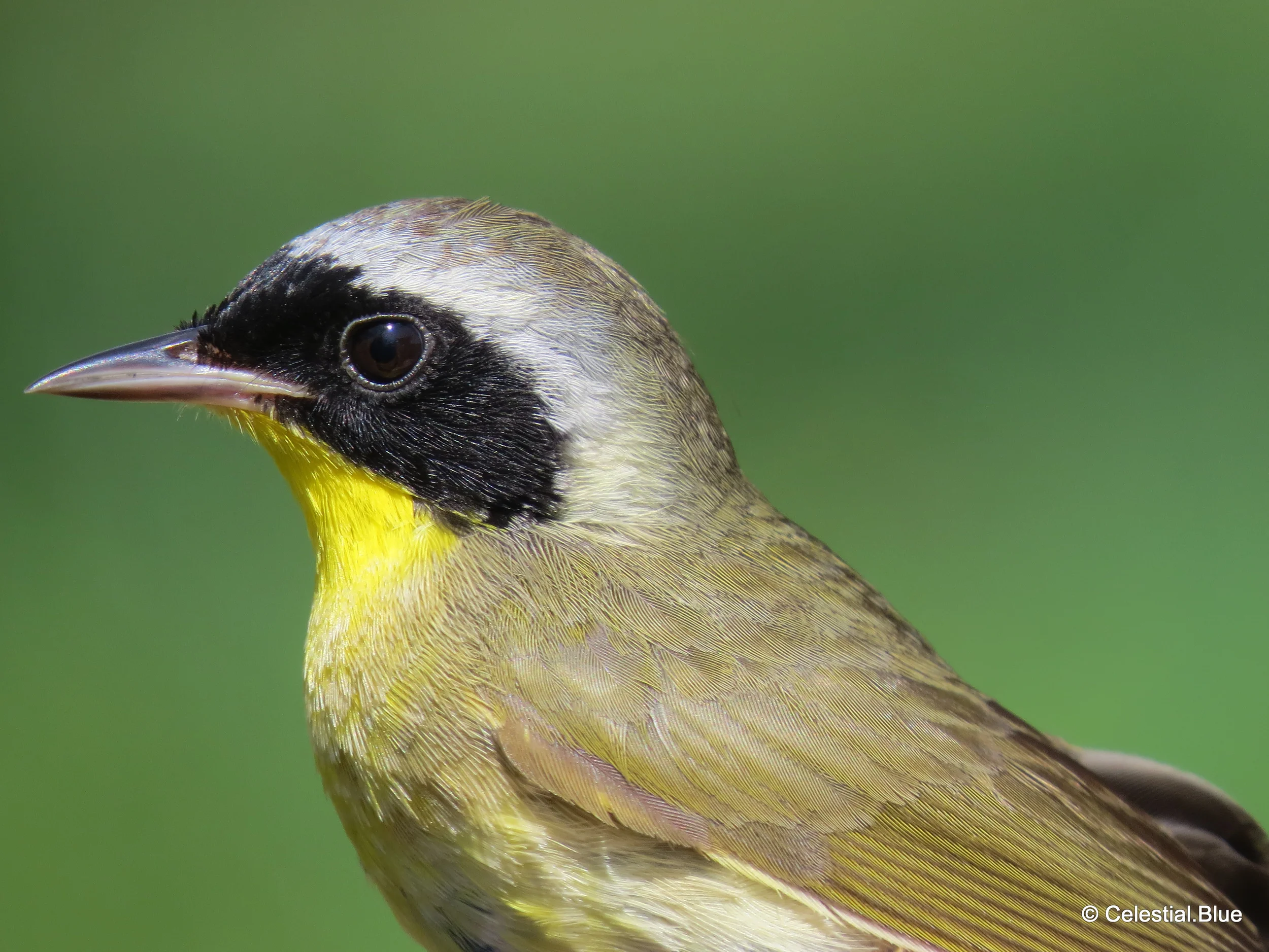 Yellow-Throated Warbler