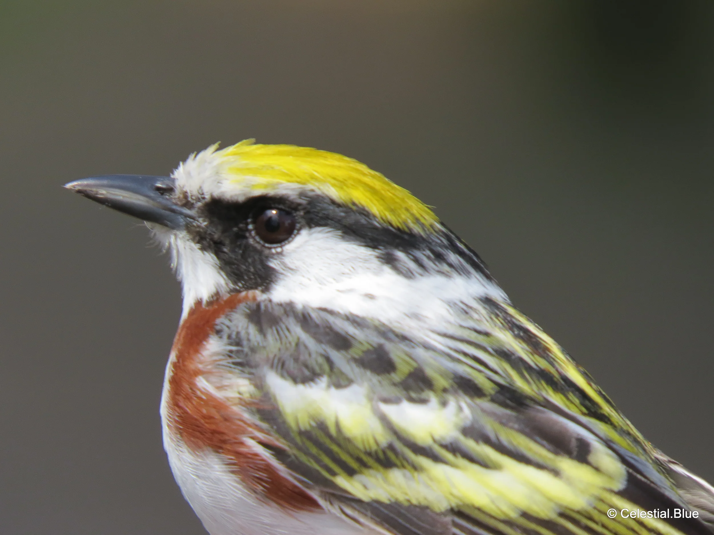 Chestnut-Sided Warbler
