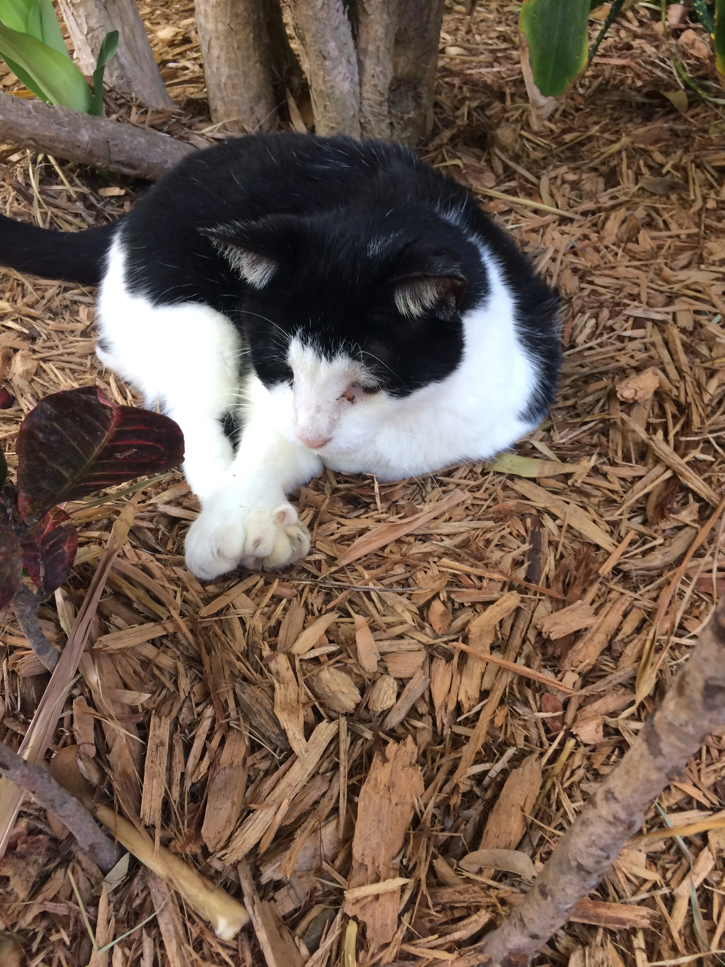 One of the many descendants of Hemingway's six-toed cats currently lazing off the February heat. 