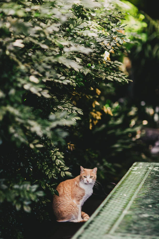 Melbourne Wedding Photographer1.jpg