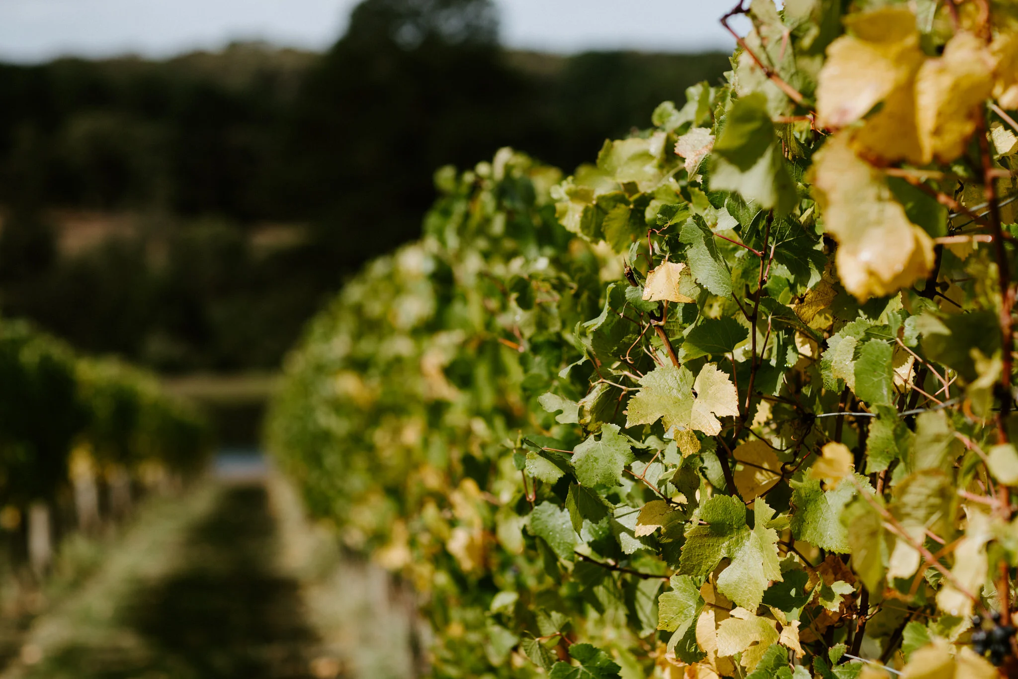 Port Phillip Estate Wedding - Rachel & Todd-5.jpg