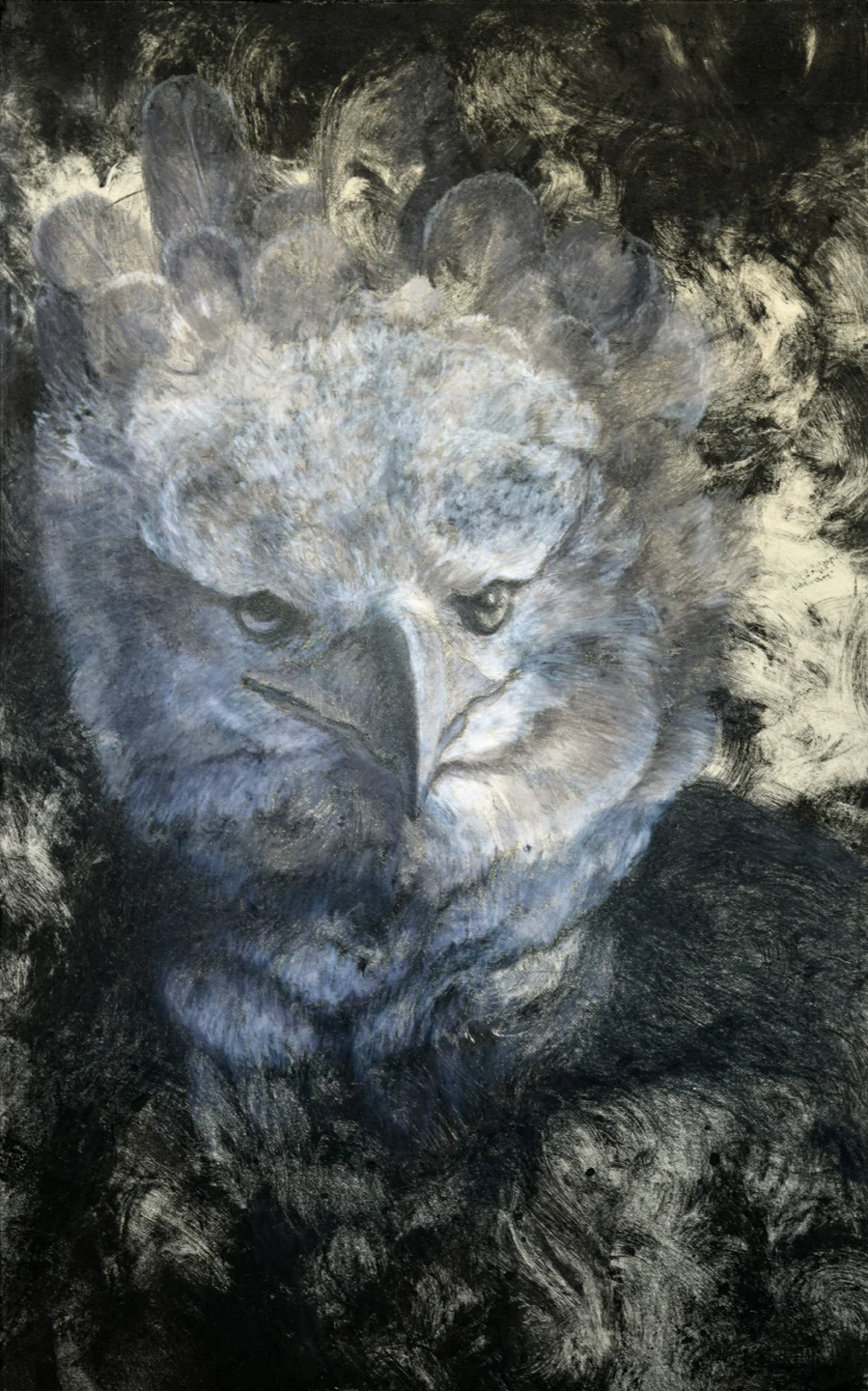 Harpy Eagle Study