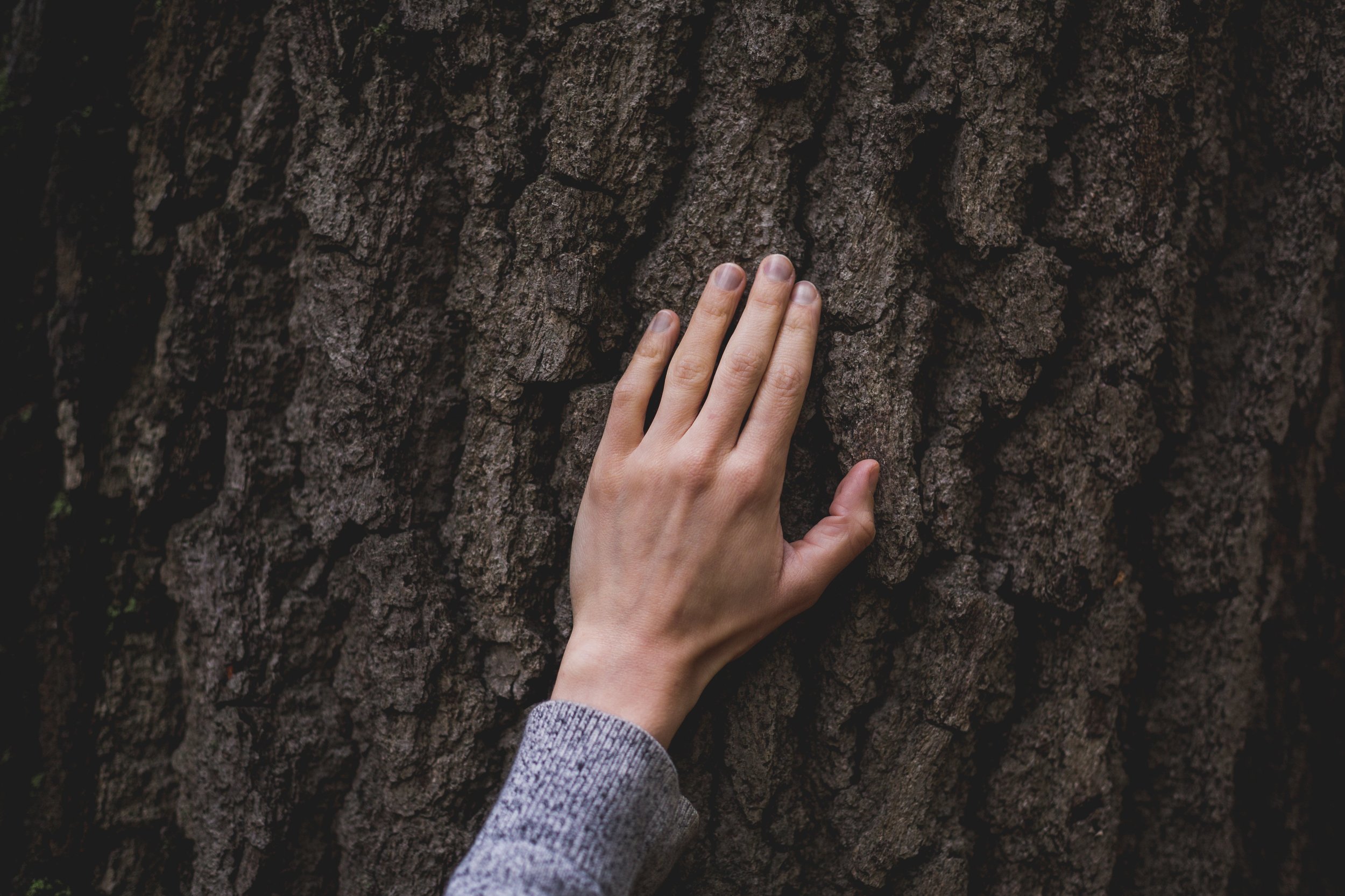 hand-on-tree-bark_4460x4460.jpg
