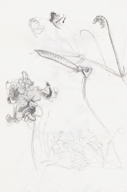 Sweet Peas, St. Martin